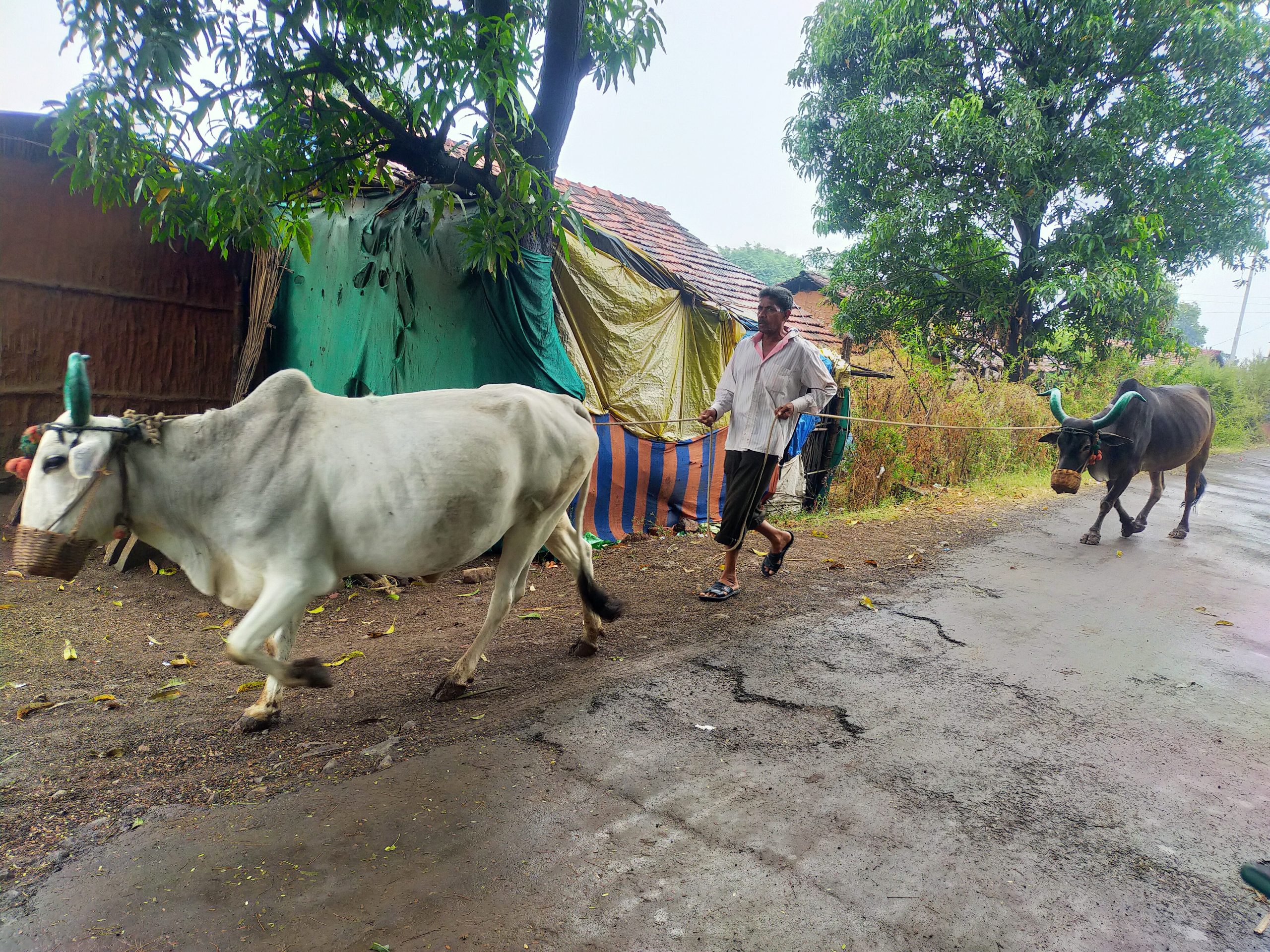 A farmer with his oxen