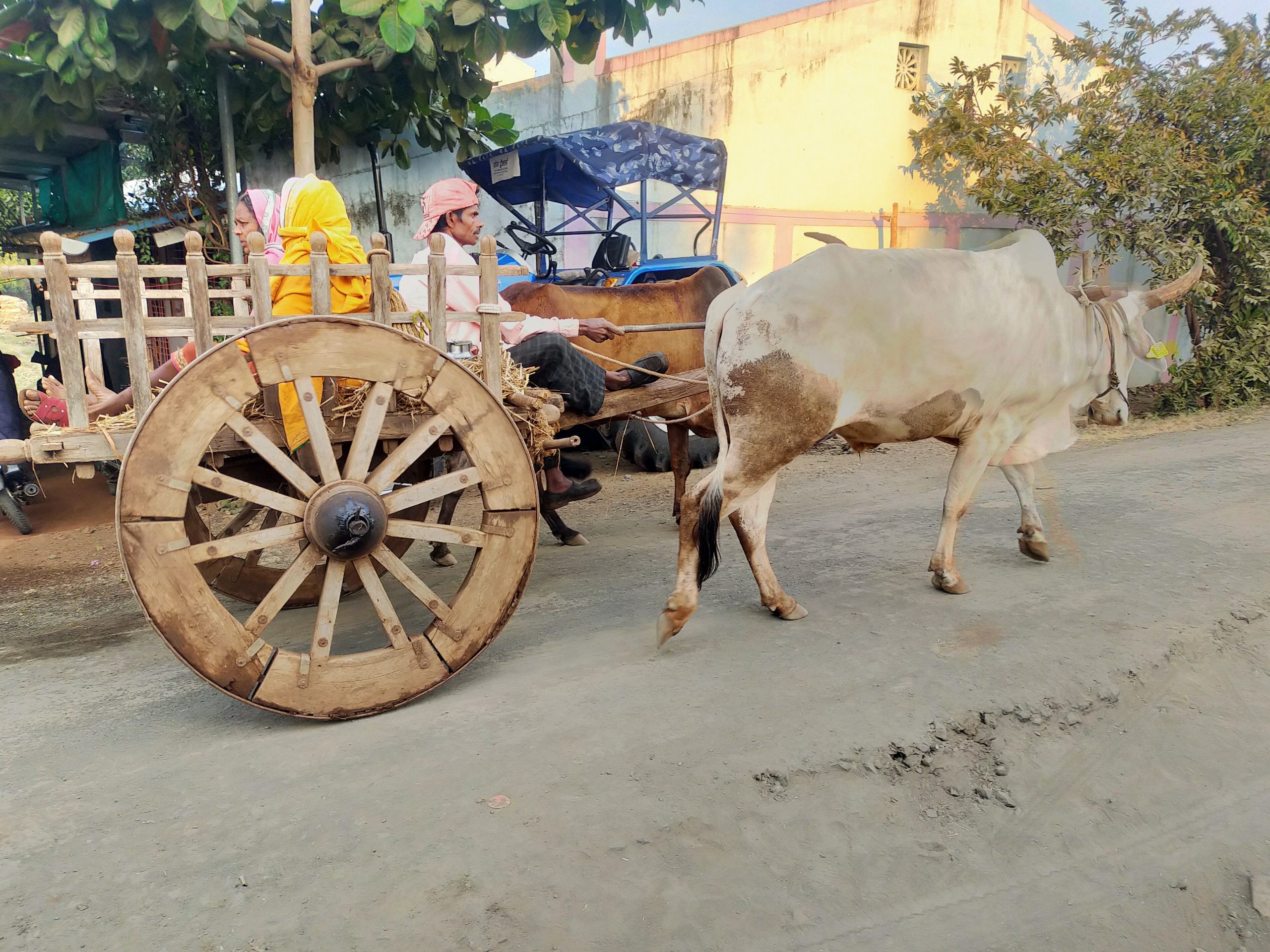 A farmer with oxcart