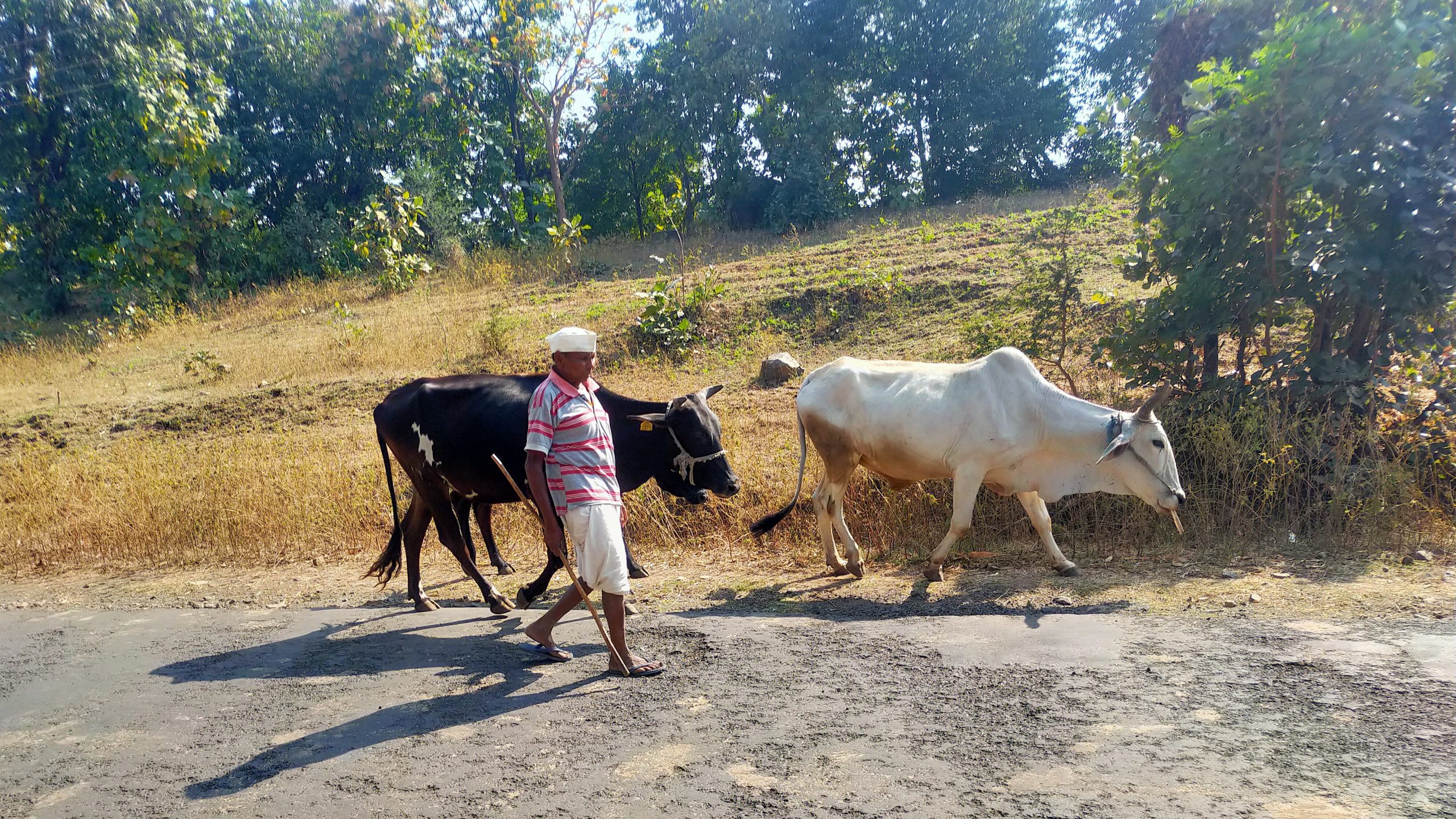 A farmer with his oxen