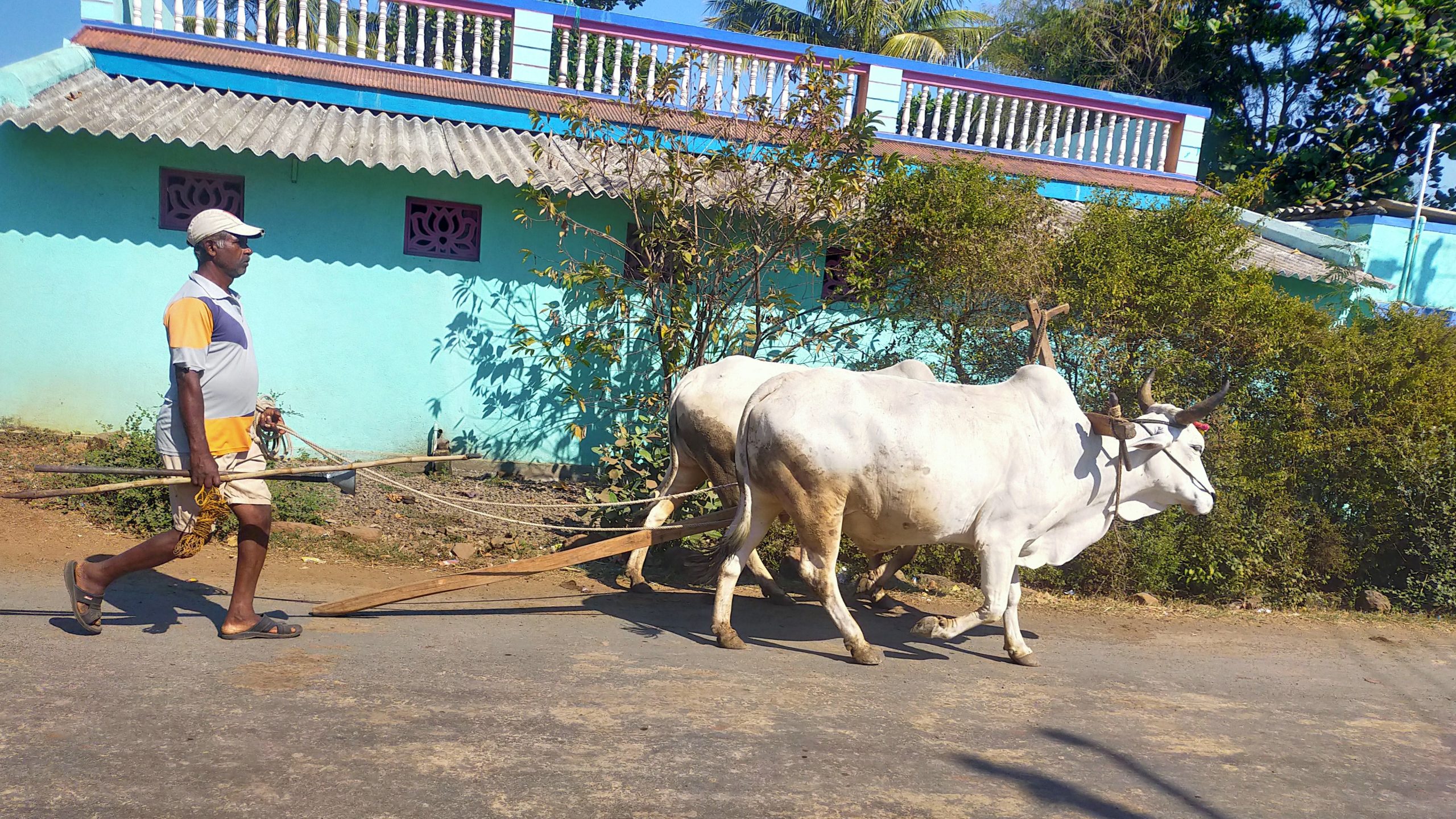 A farmer with pair of oxen