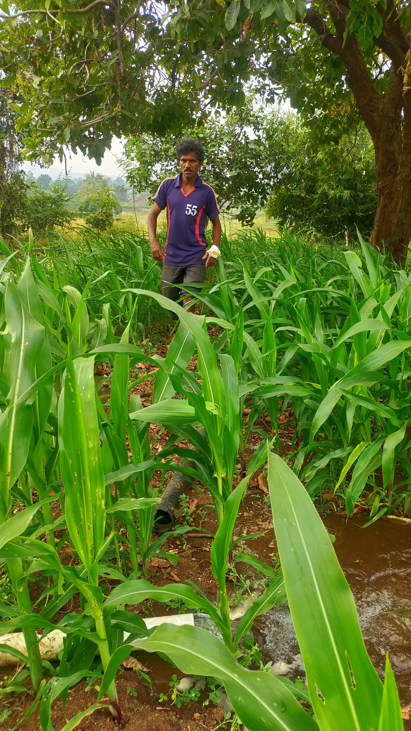 Farmer in the field