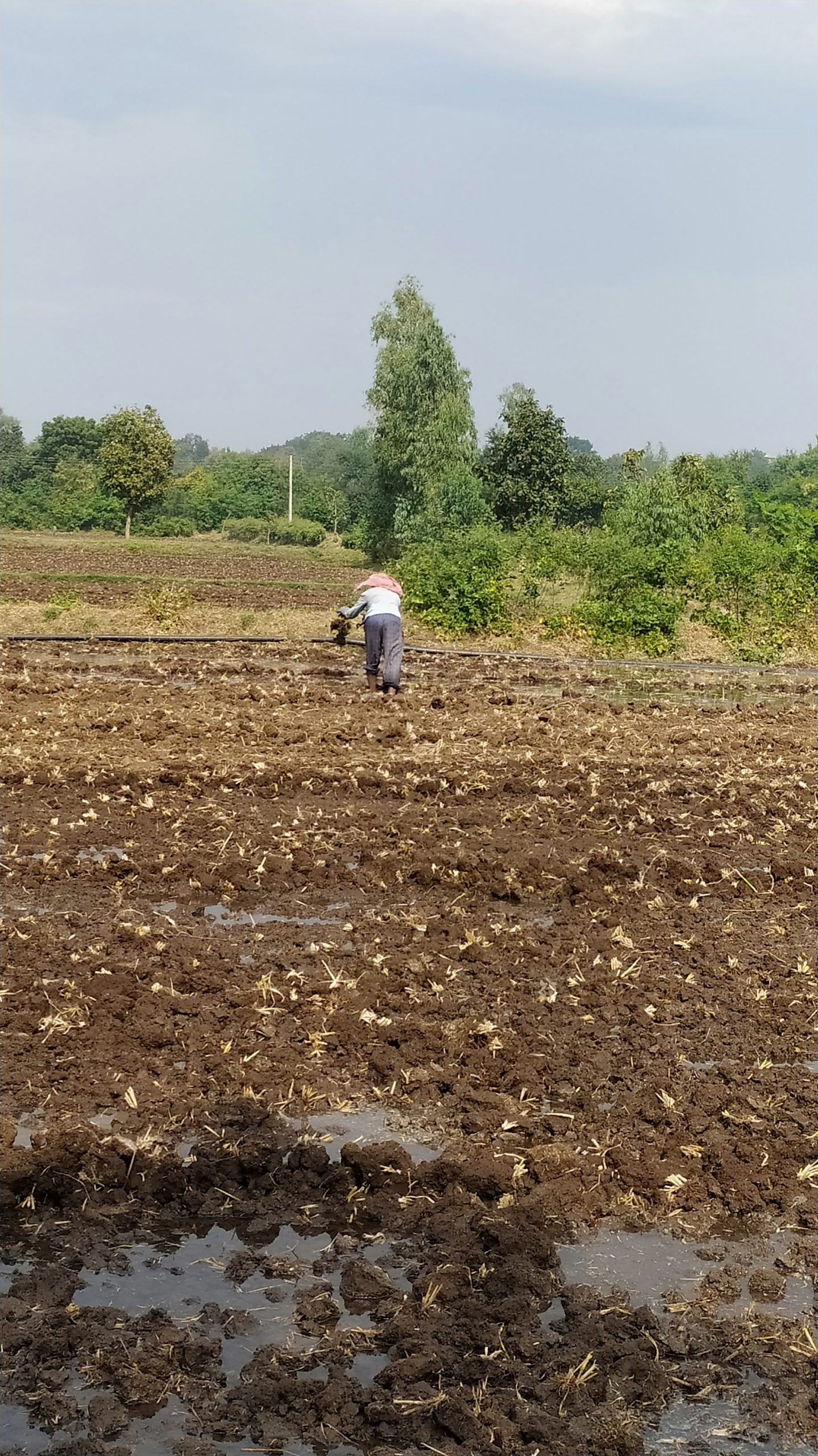 A farmer working in field