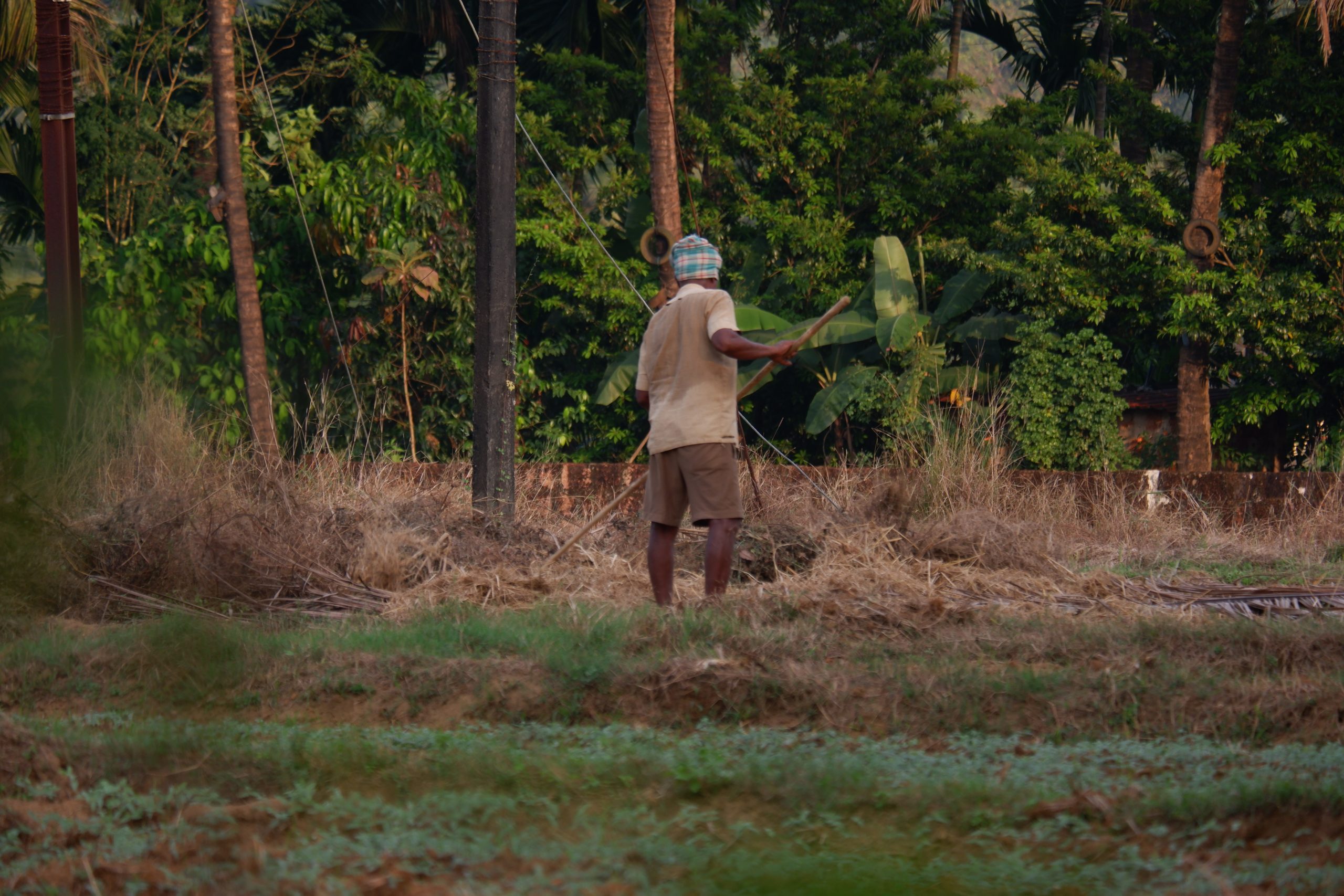 A farmer working in grassland