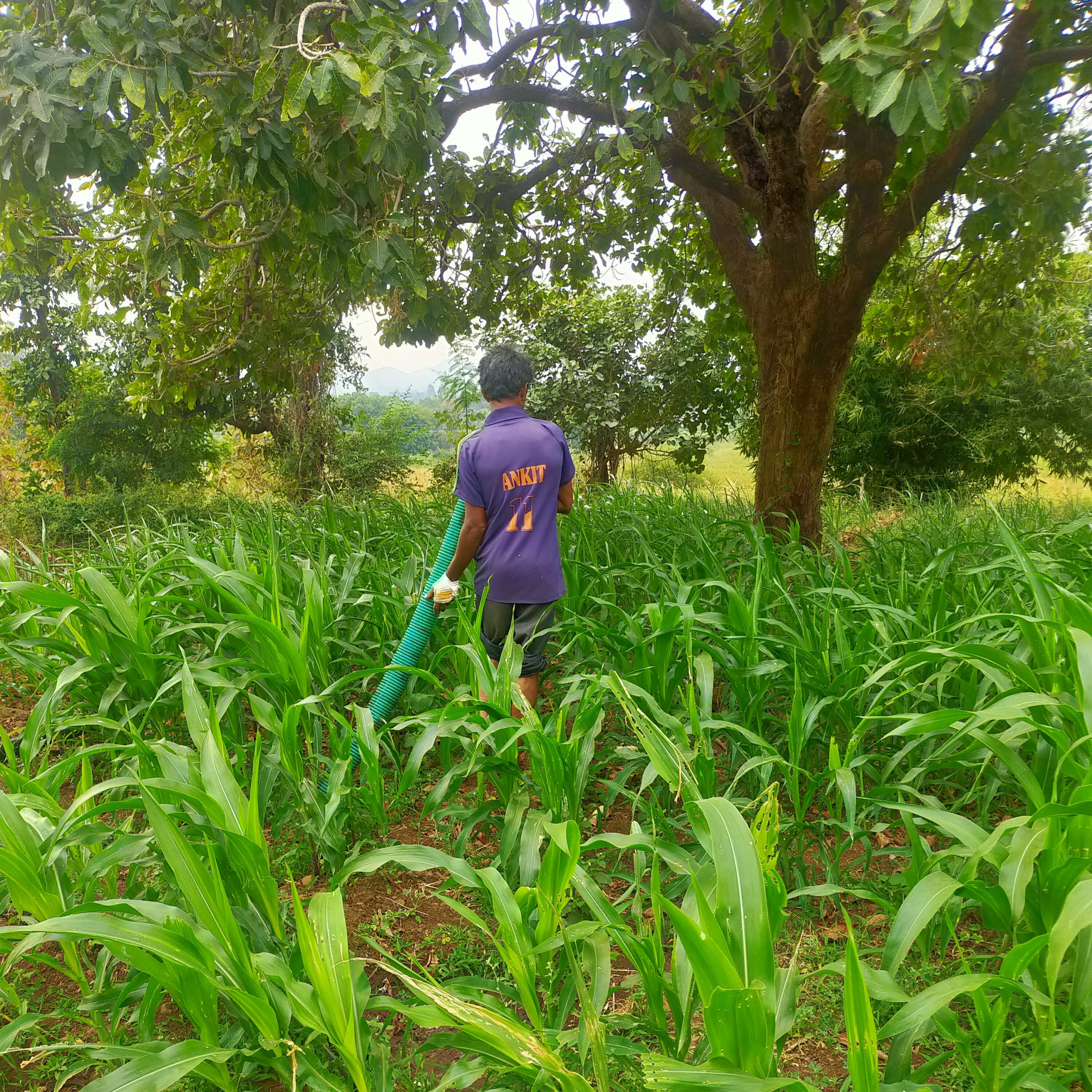 farmer working in a farm