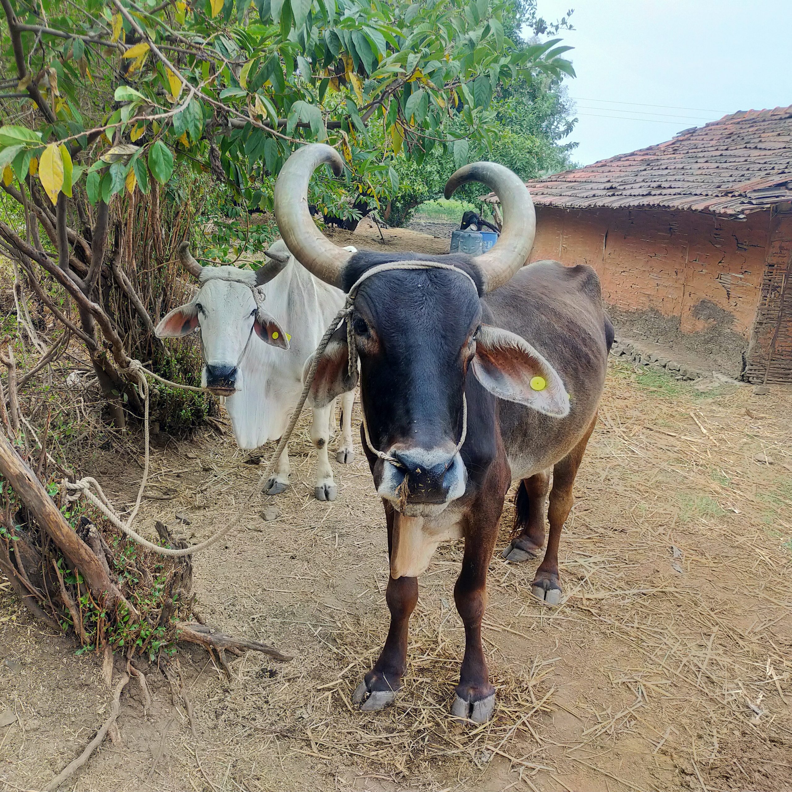 A farmer's oxen