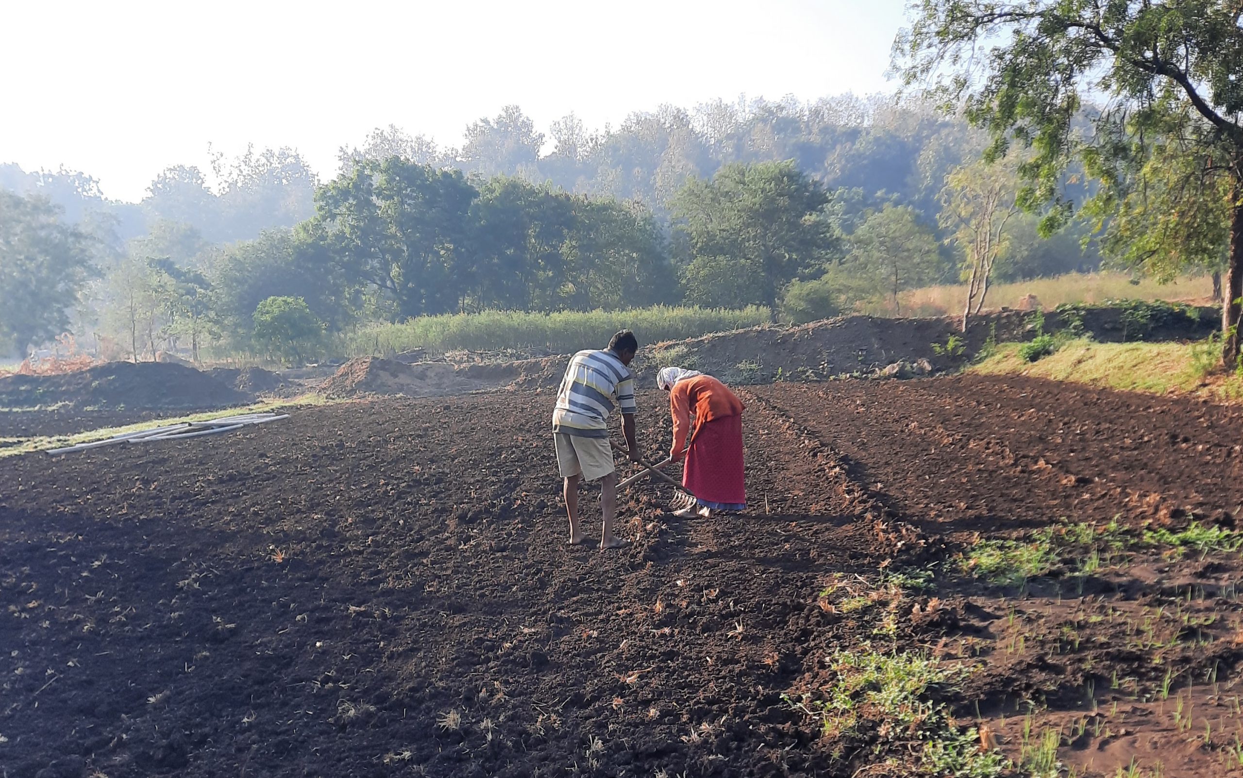 Farmers in the field