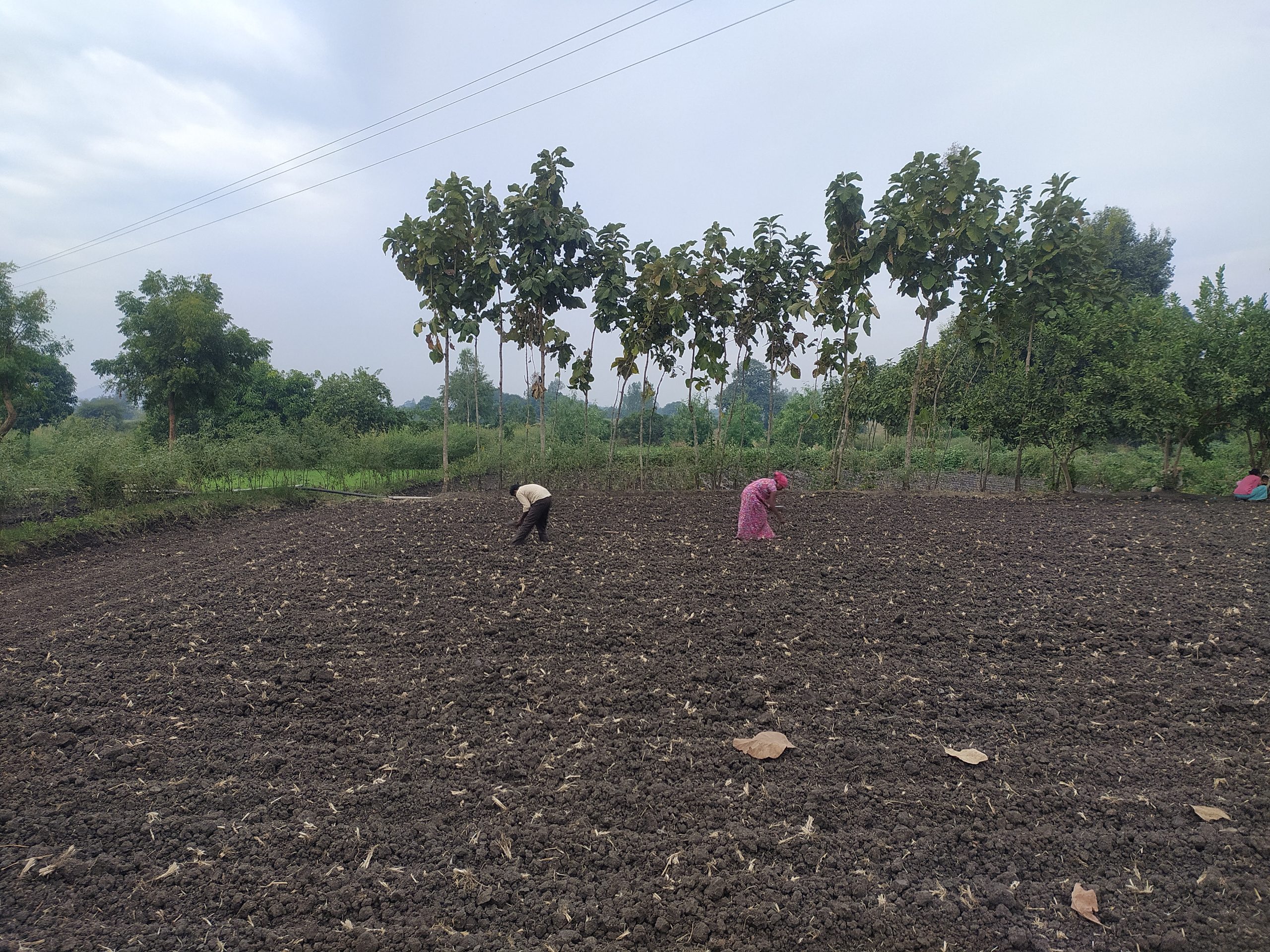 Farmers in the field