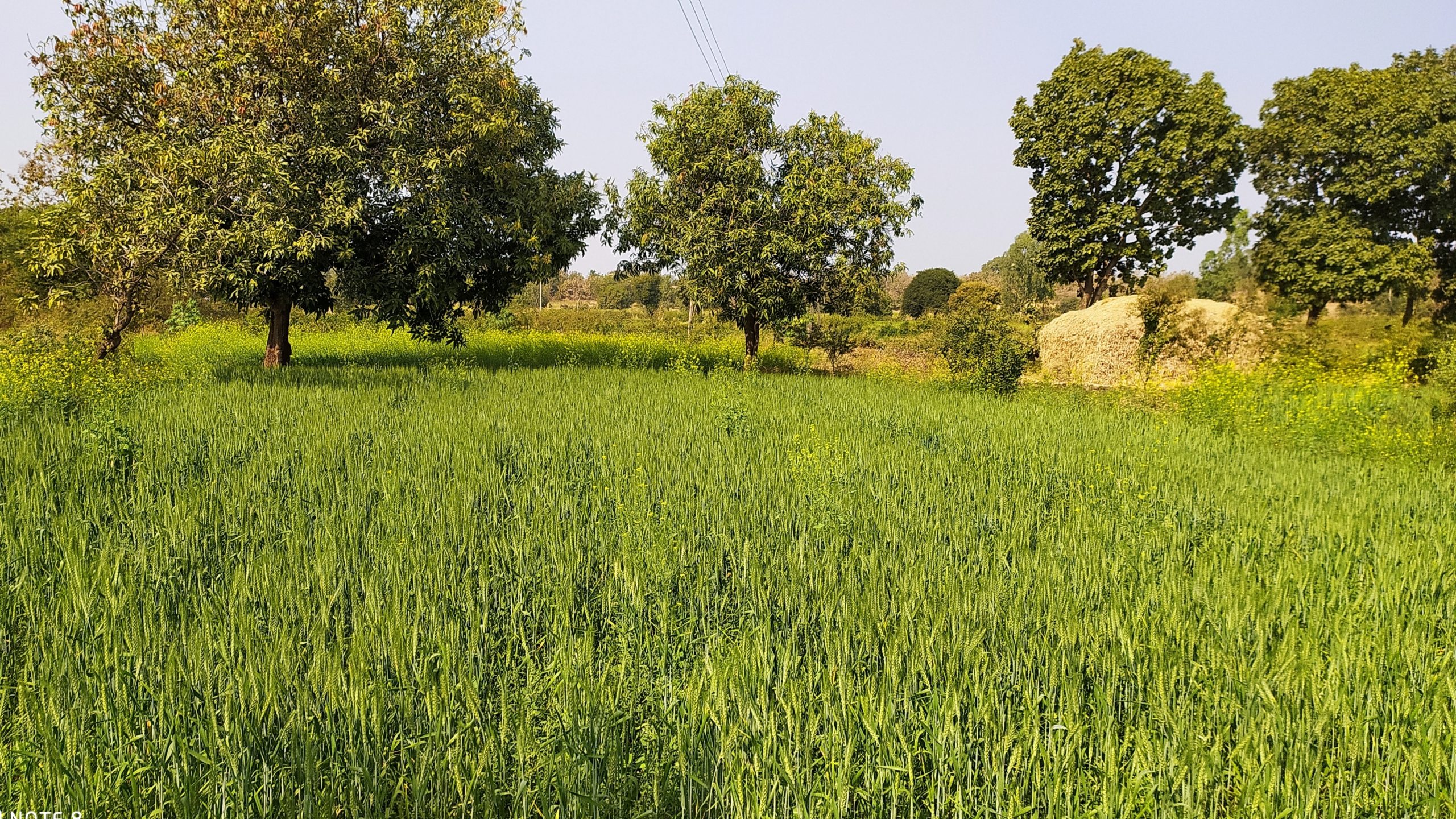 Agriculture field