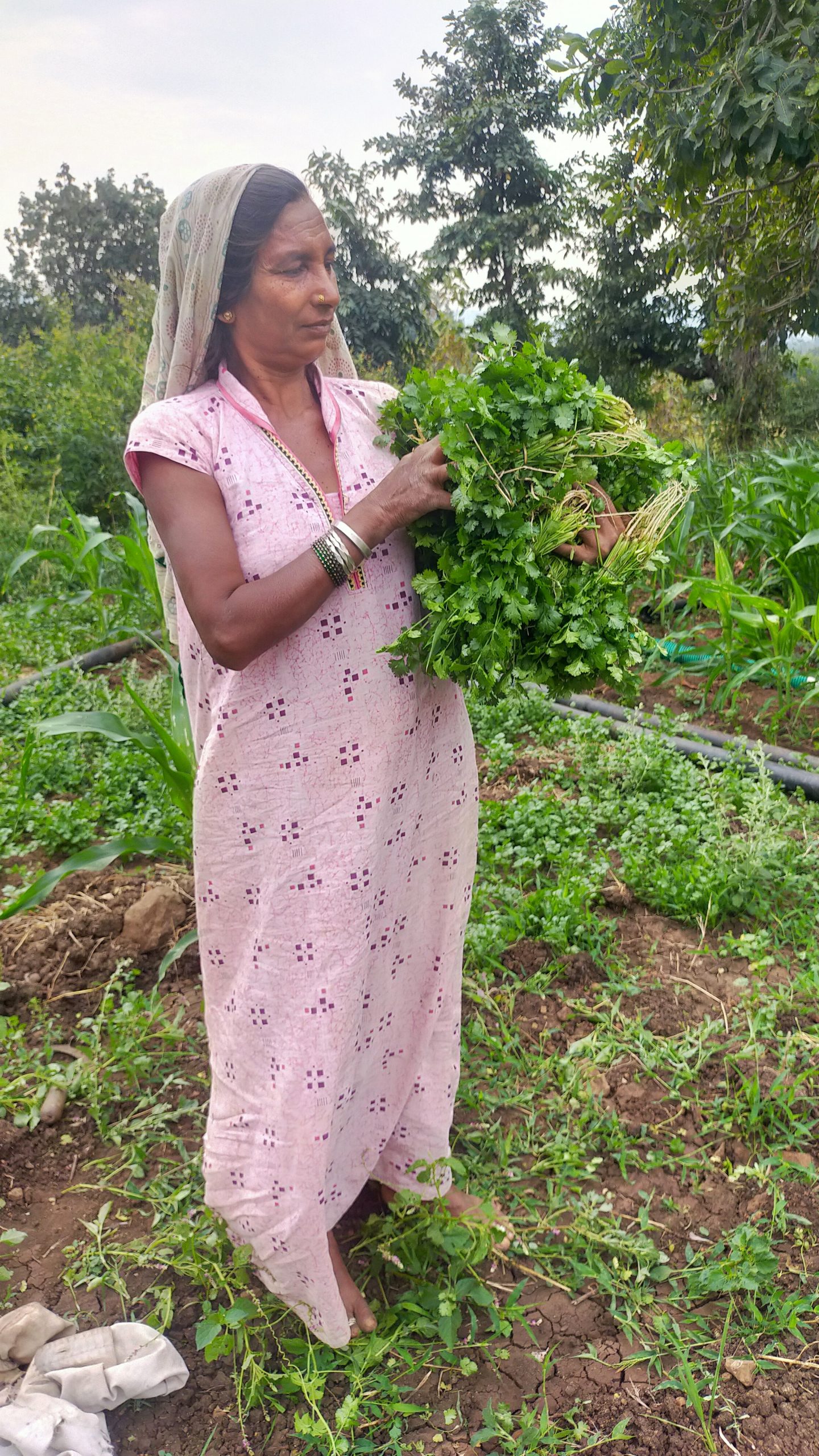 A female carrying coriander plants