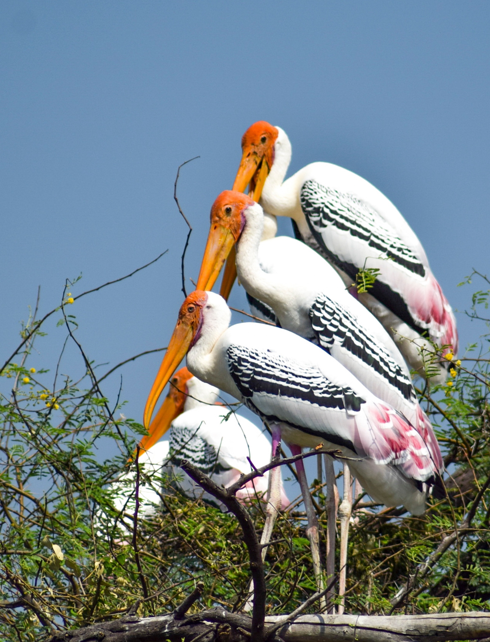 Painted Storks in Bharatpur Bird sanctuary