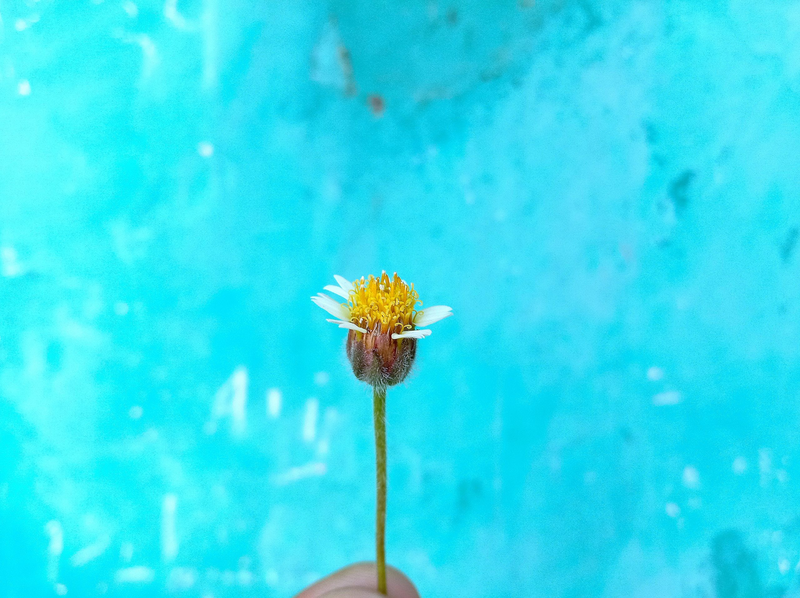 A flower