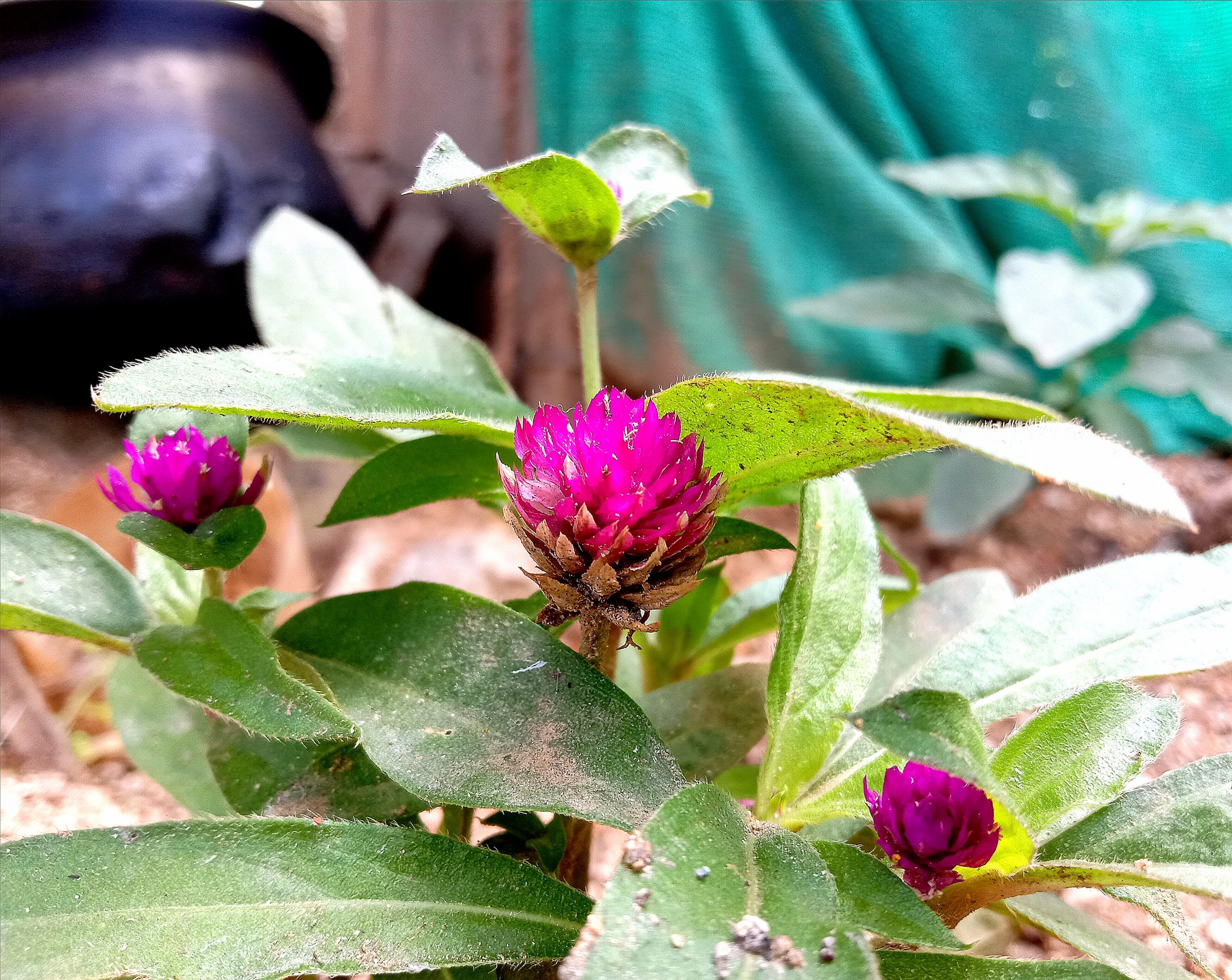 Flowering plant