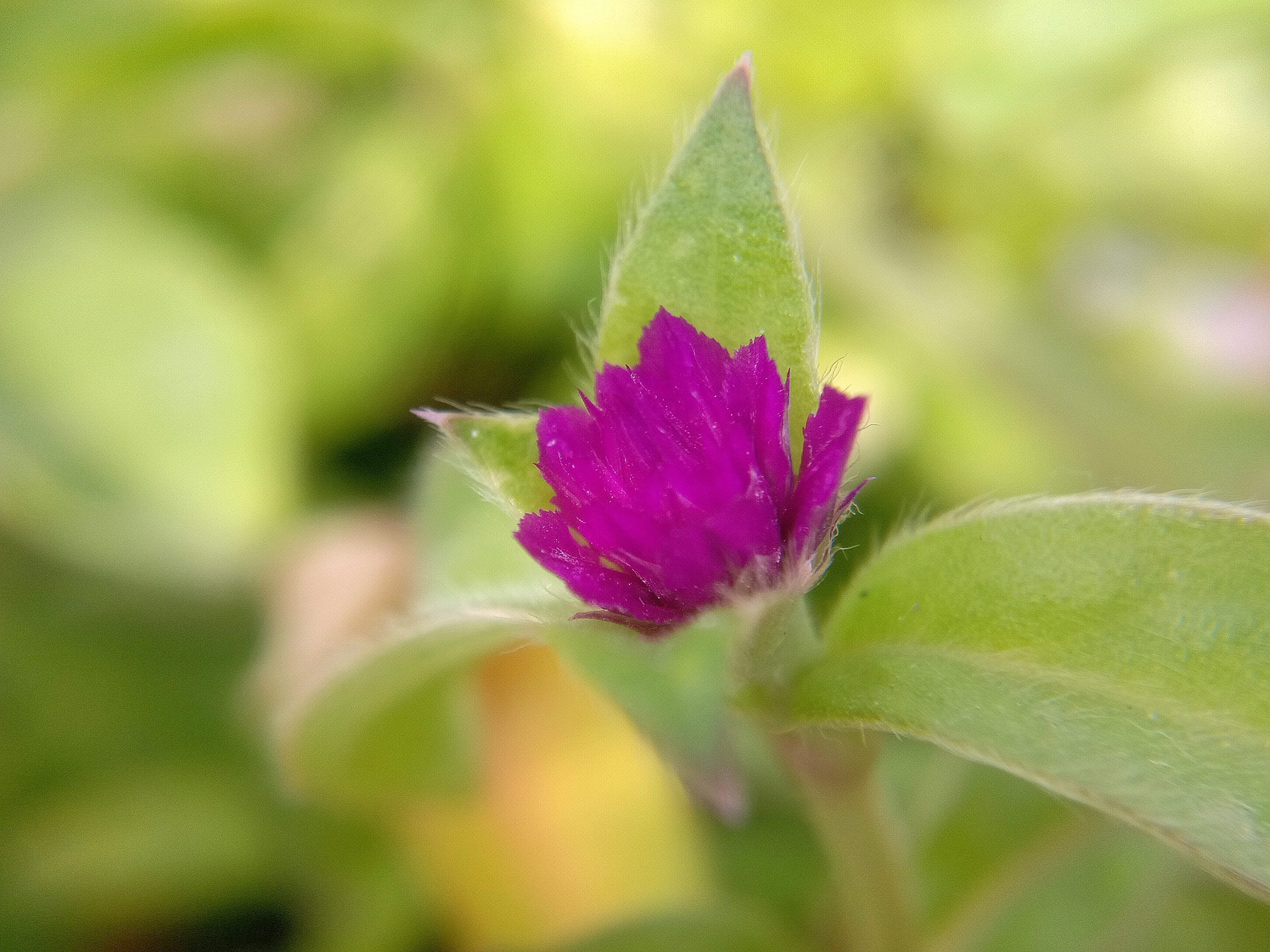 flower and leaves