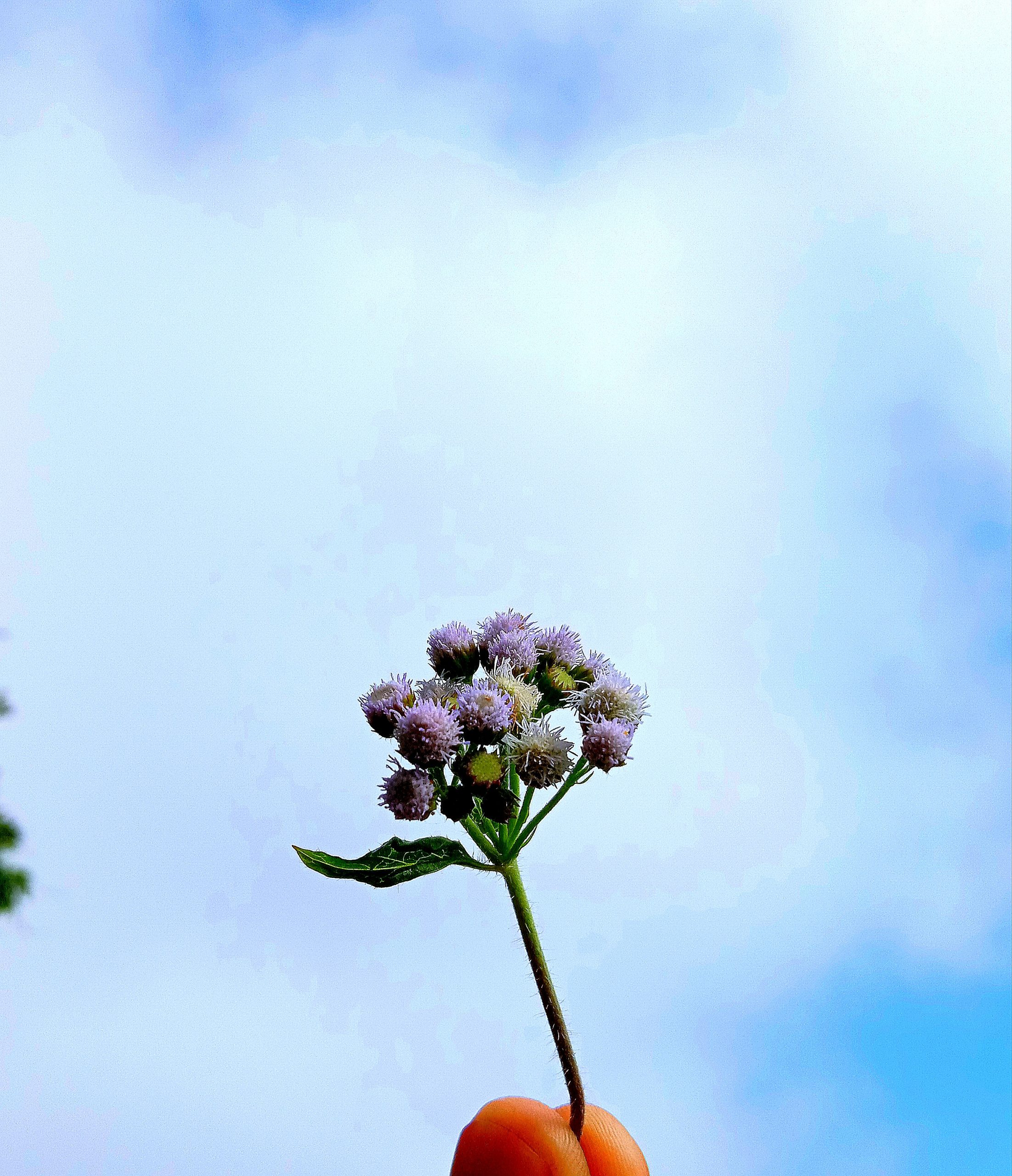 A flower plant