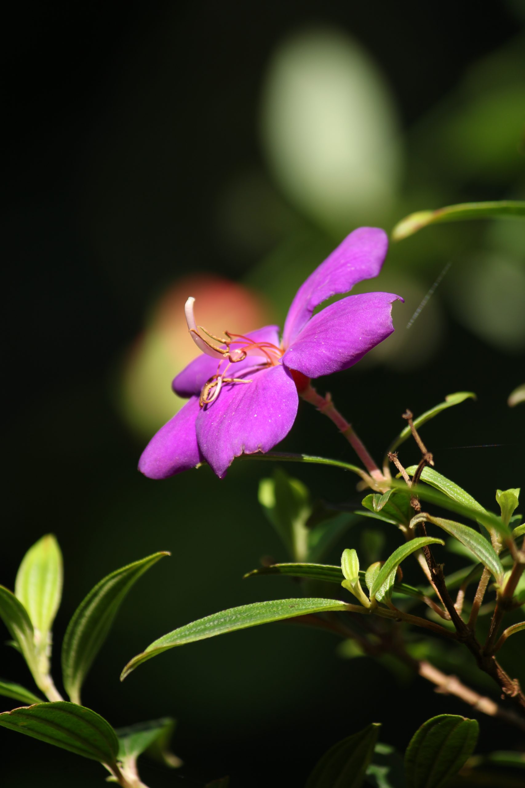 A flowering plant