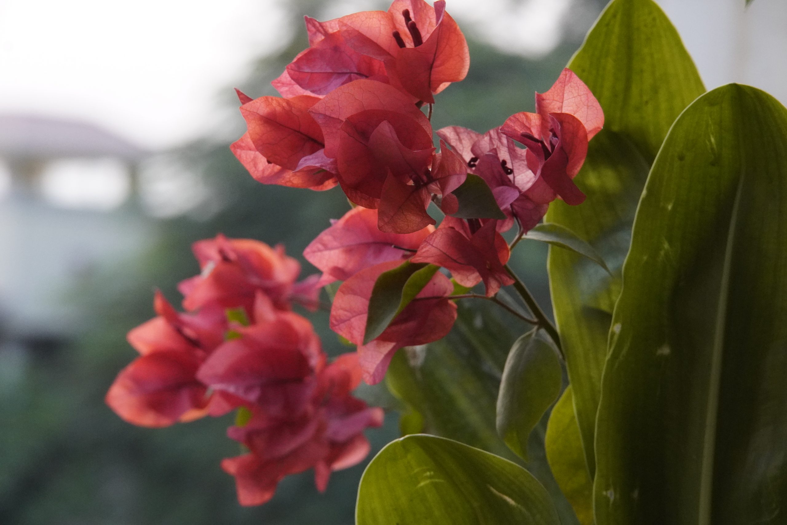 A flowering plant