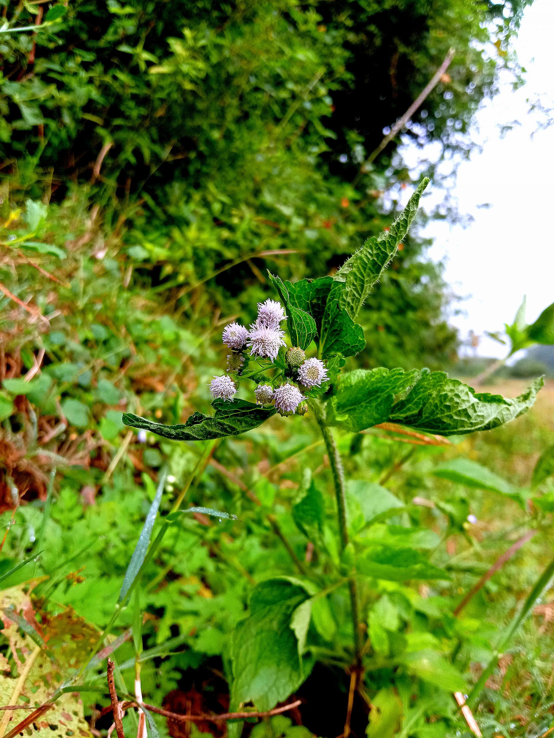 A flowering plant