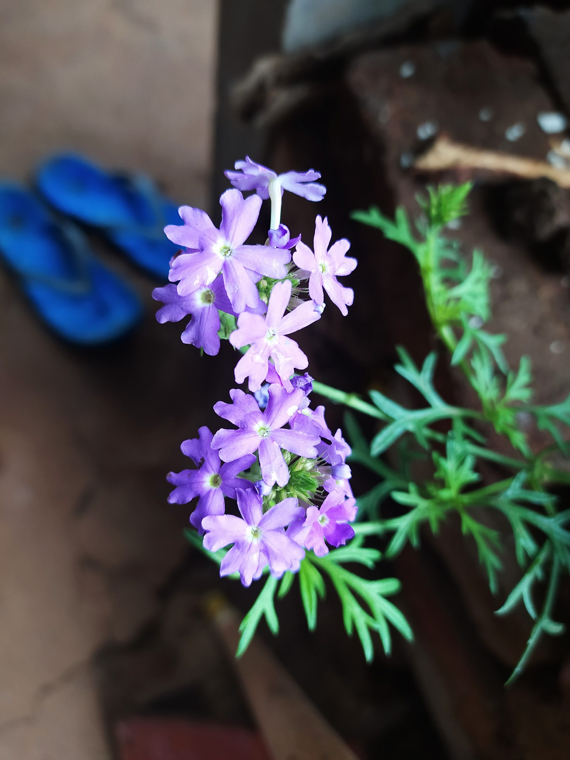 A flowering plant