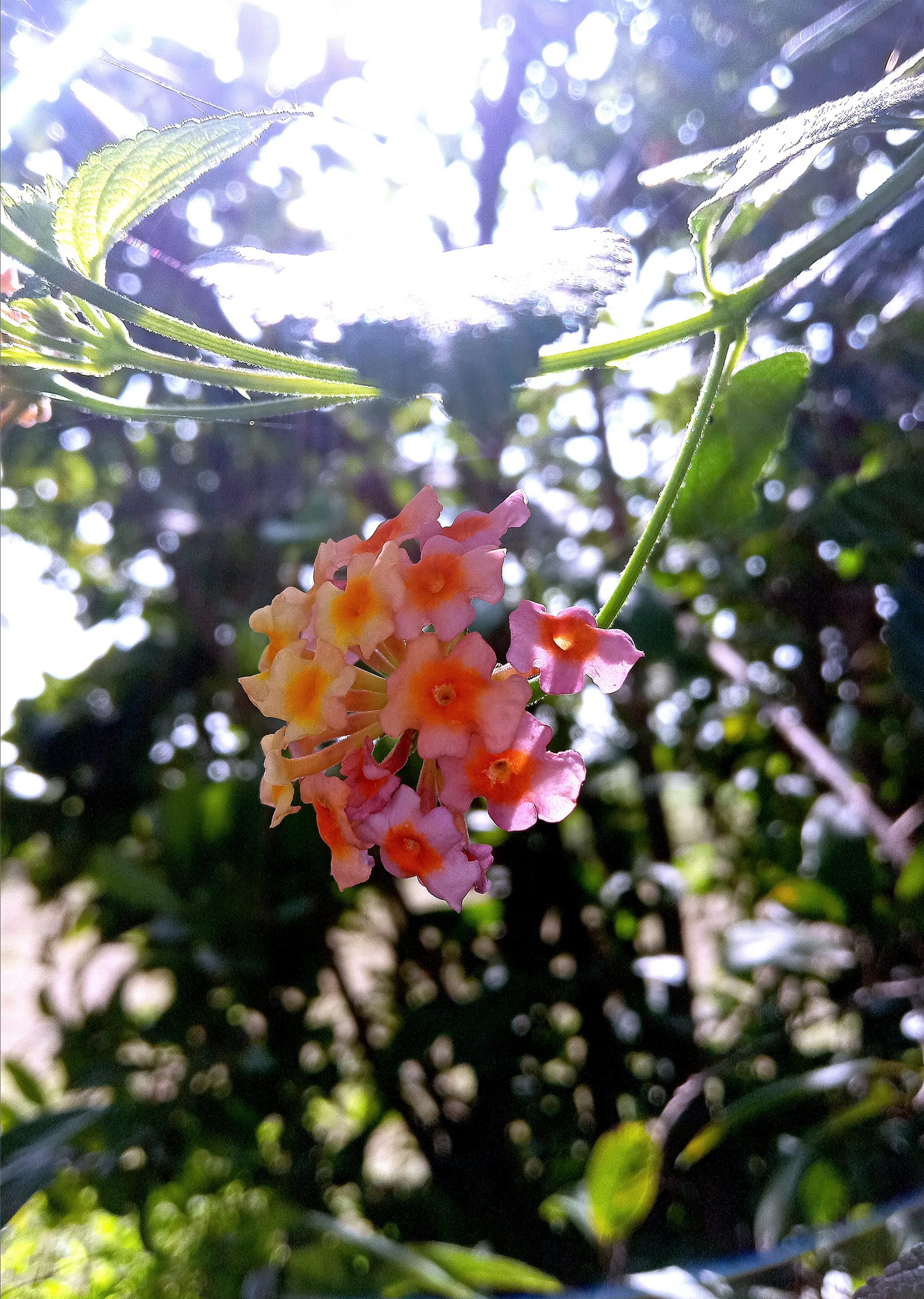 A flowering plant