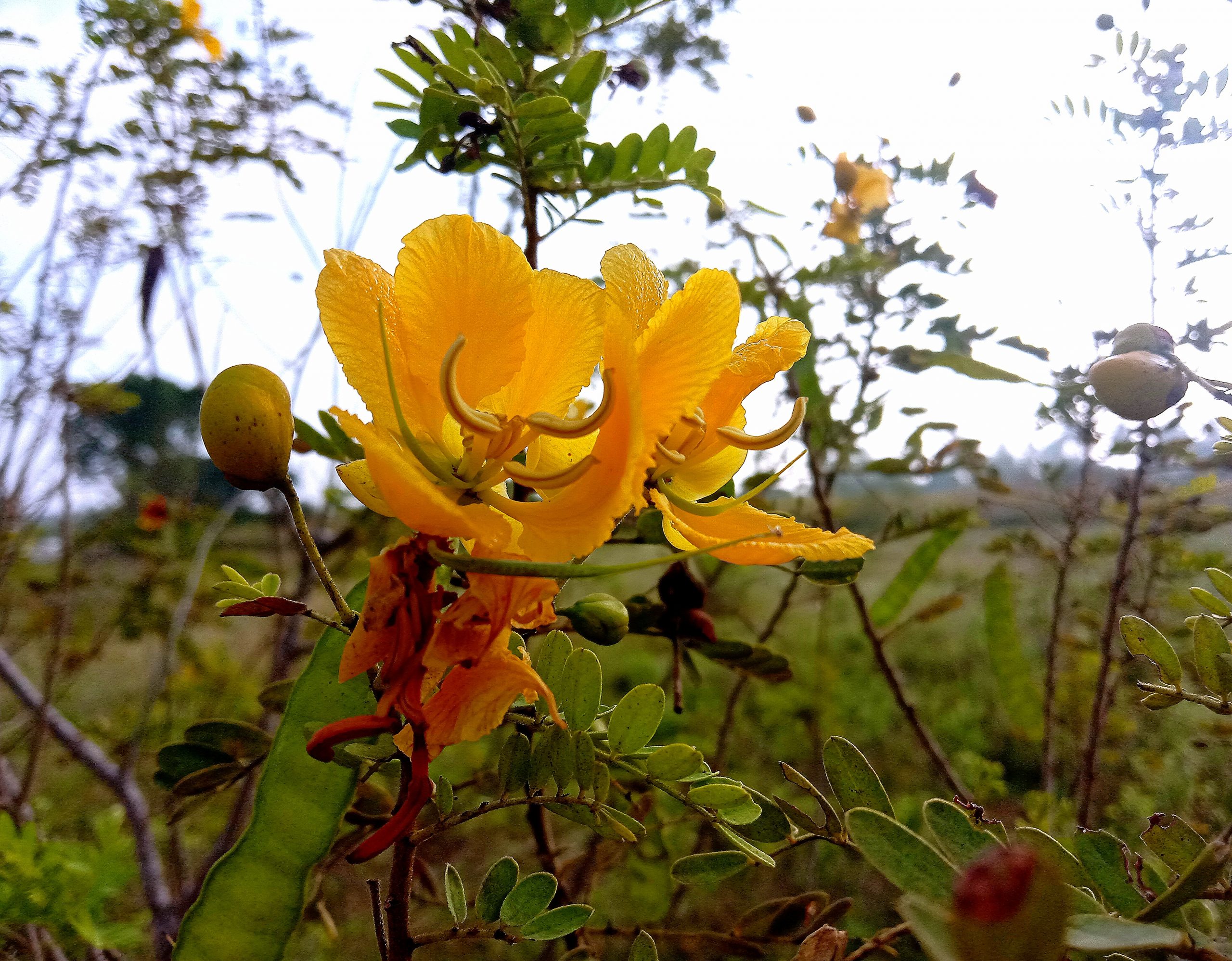 A flowering plant