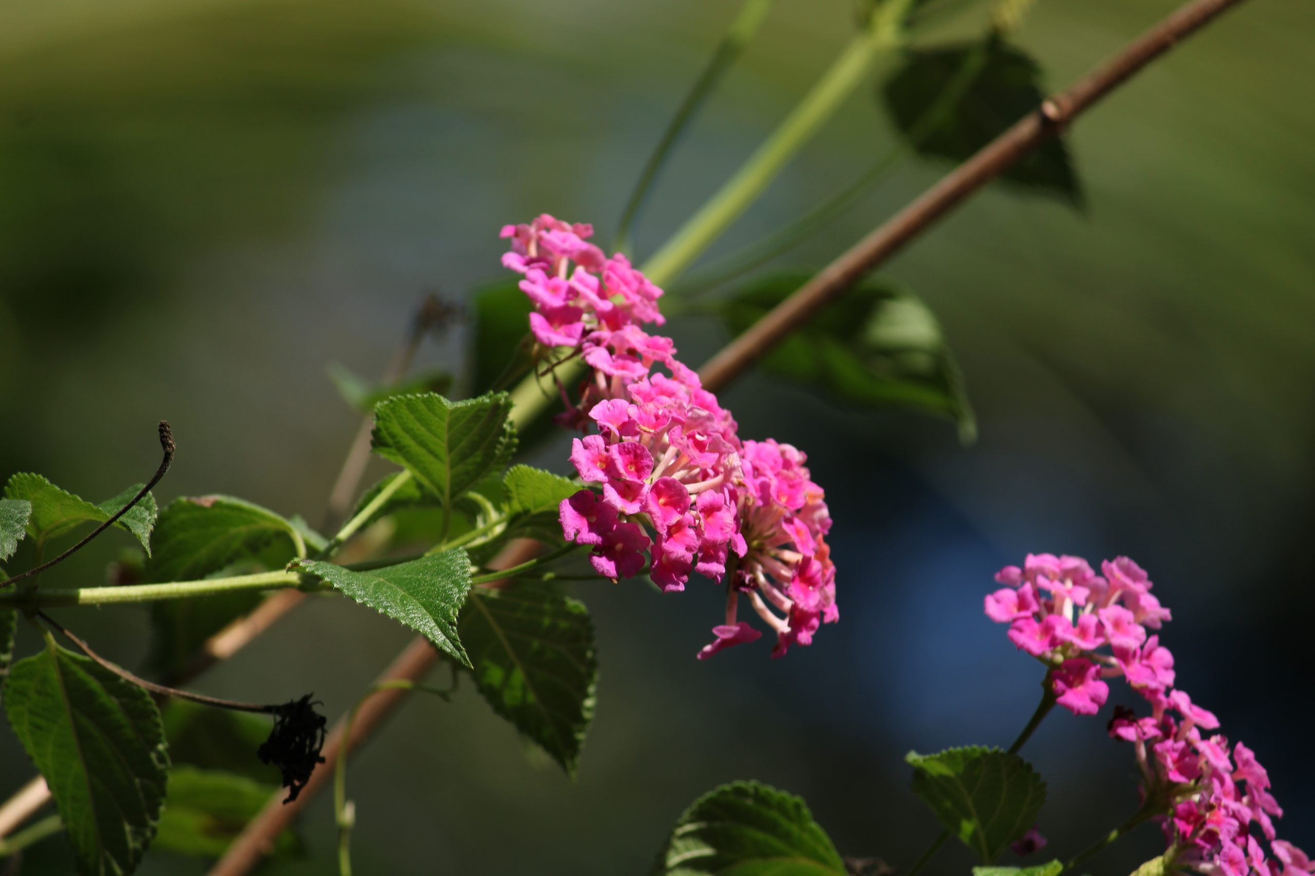 A flowering plant