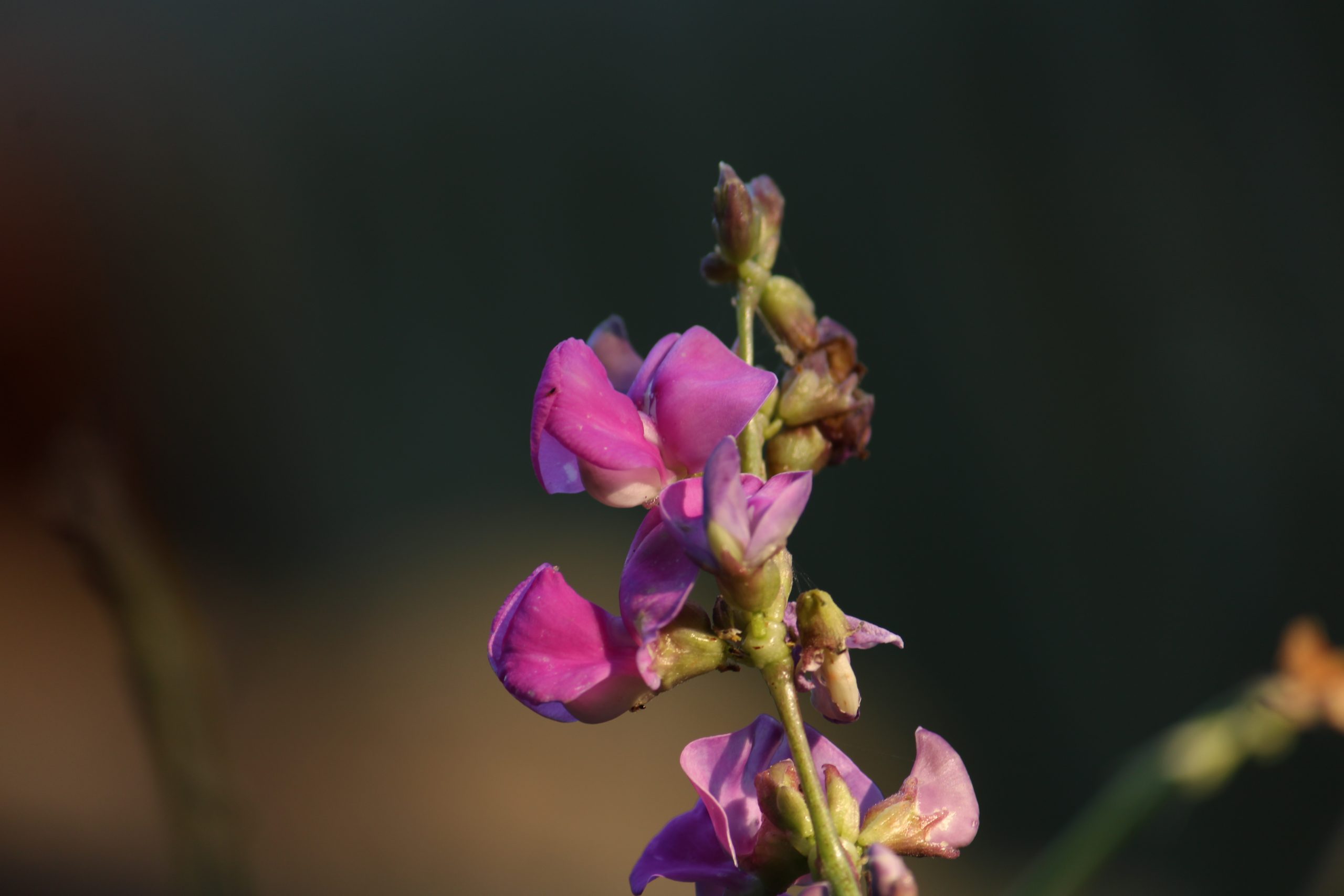 A flowering plant