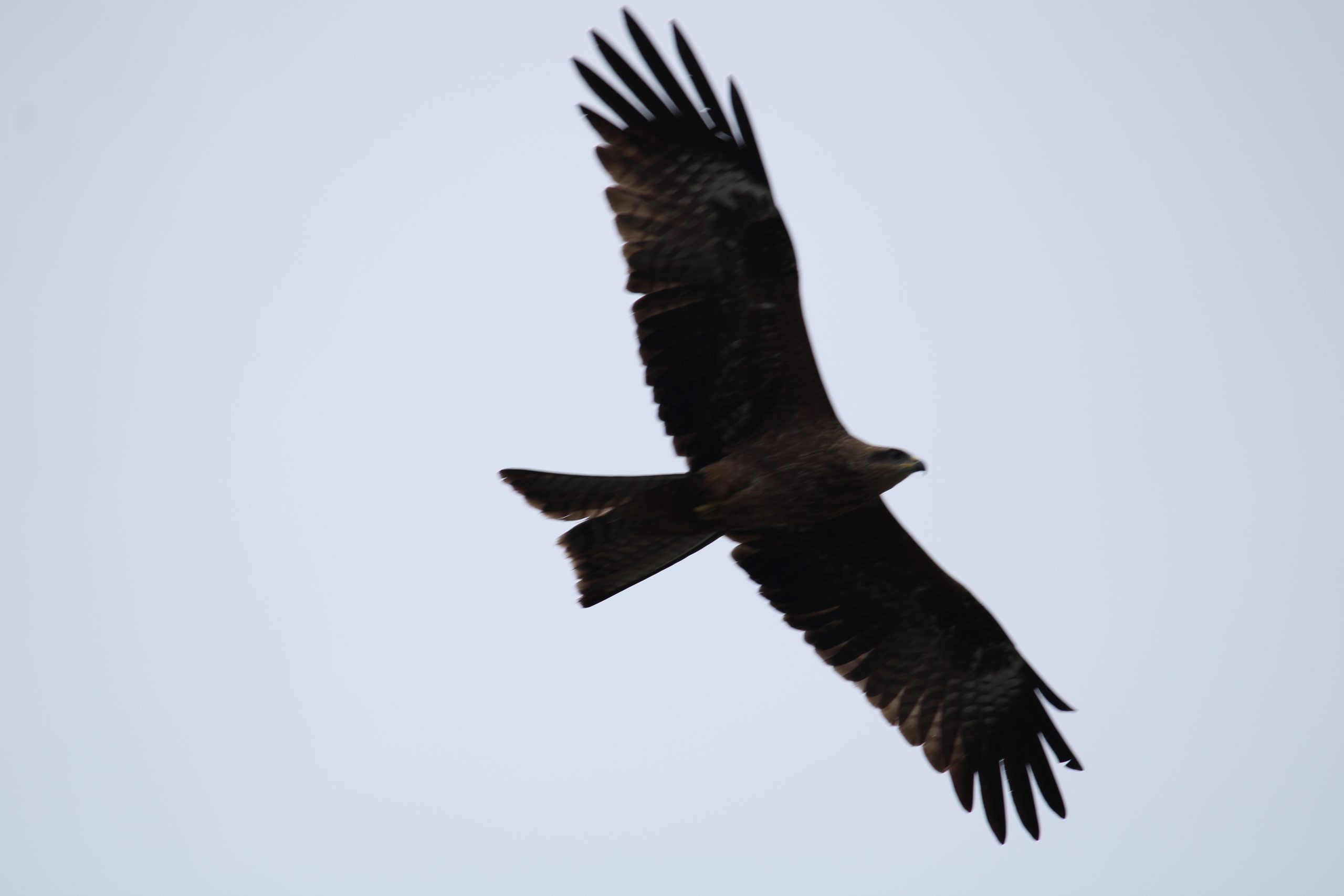 A flying eagle