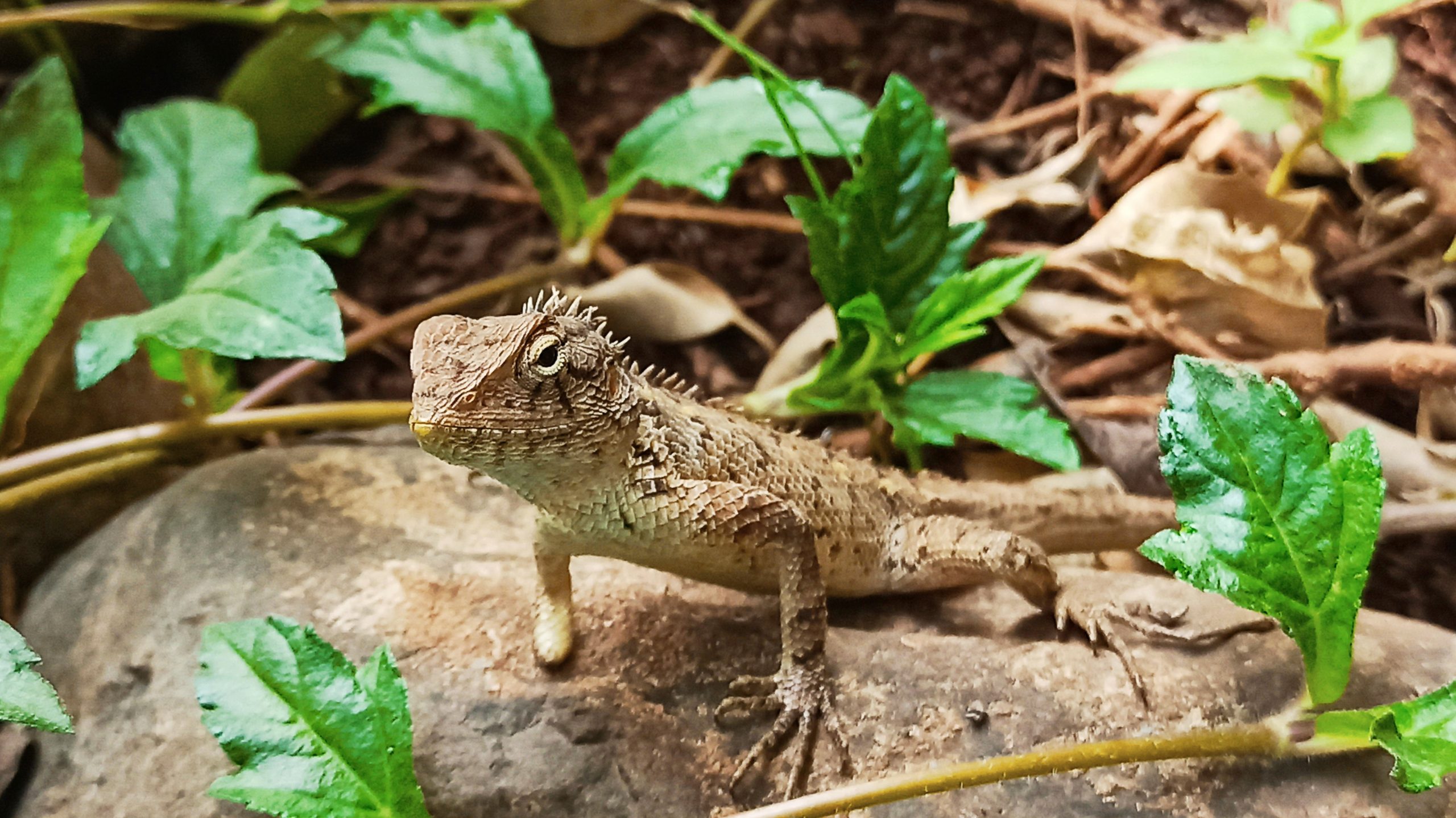 A garden lizard