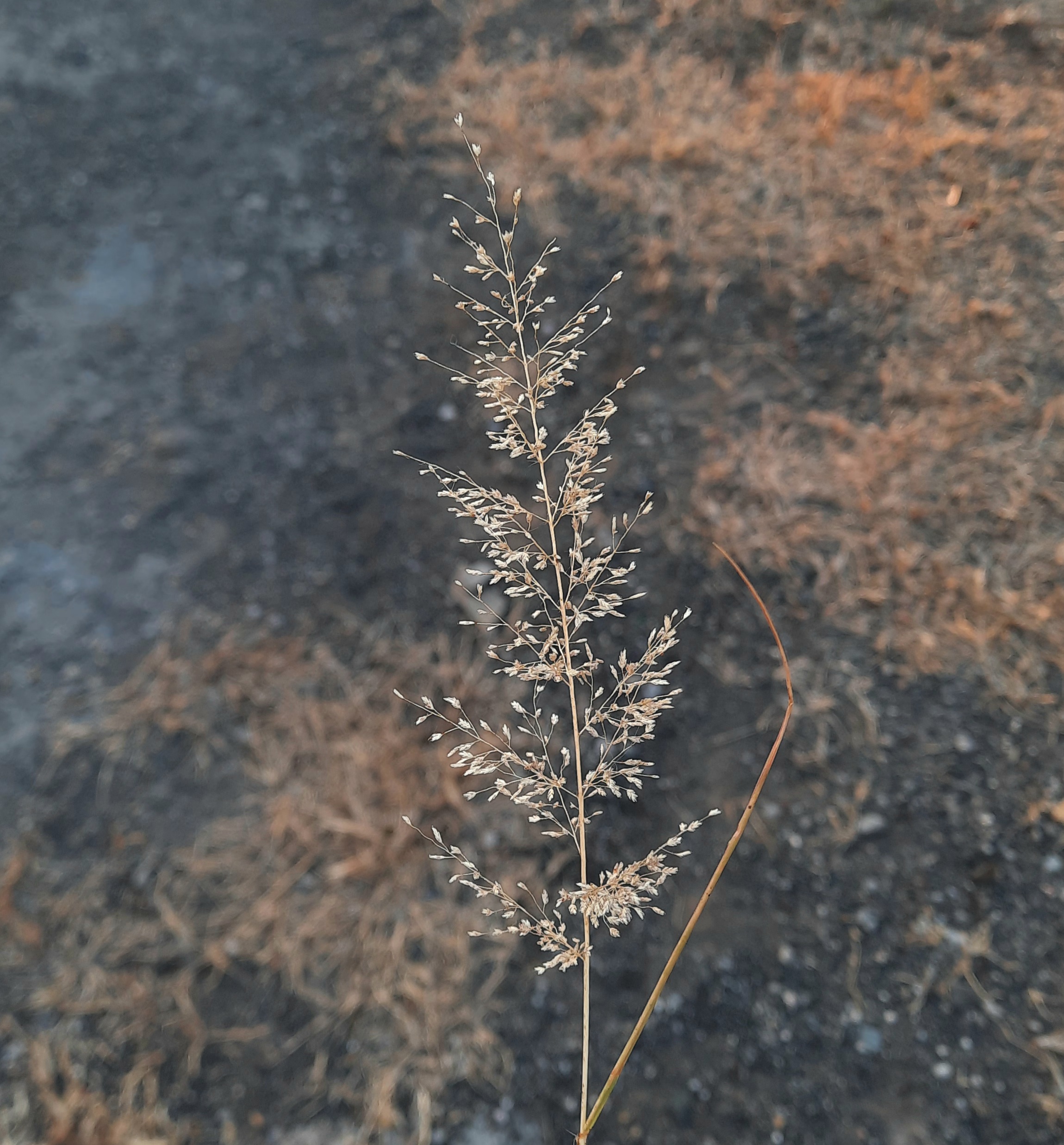 A grass plant