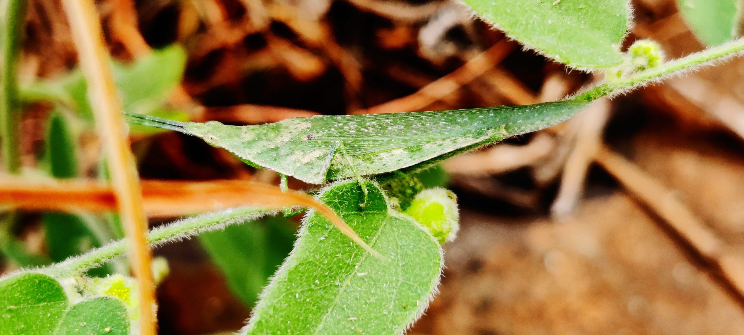 A grasshopper on a leaf