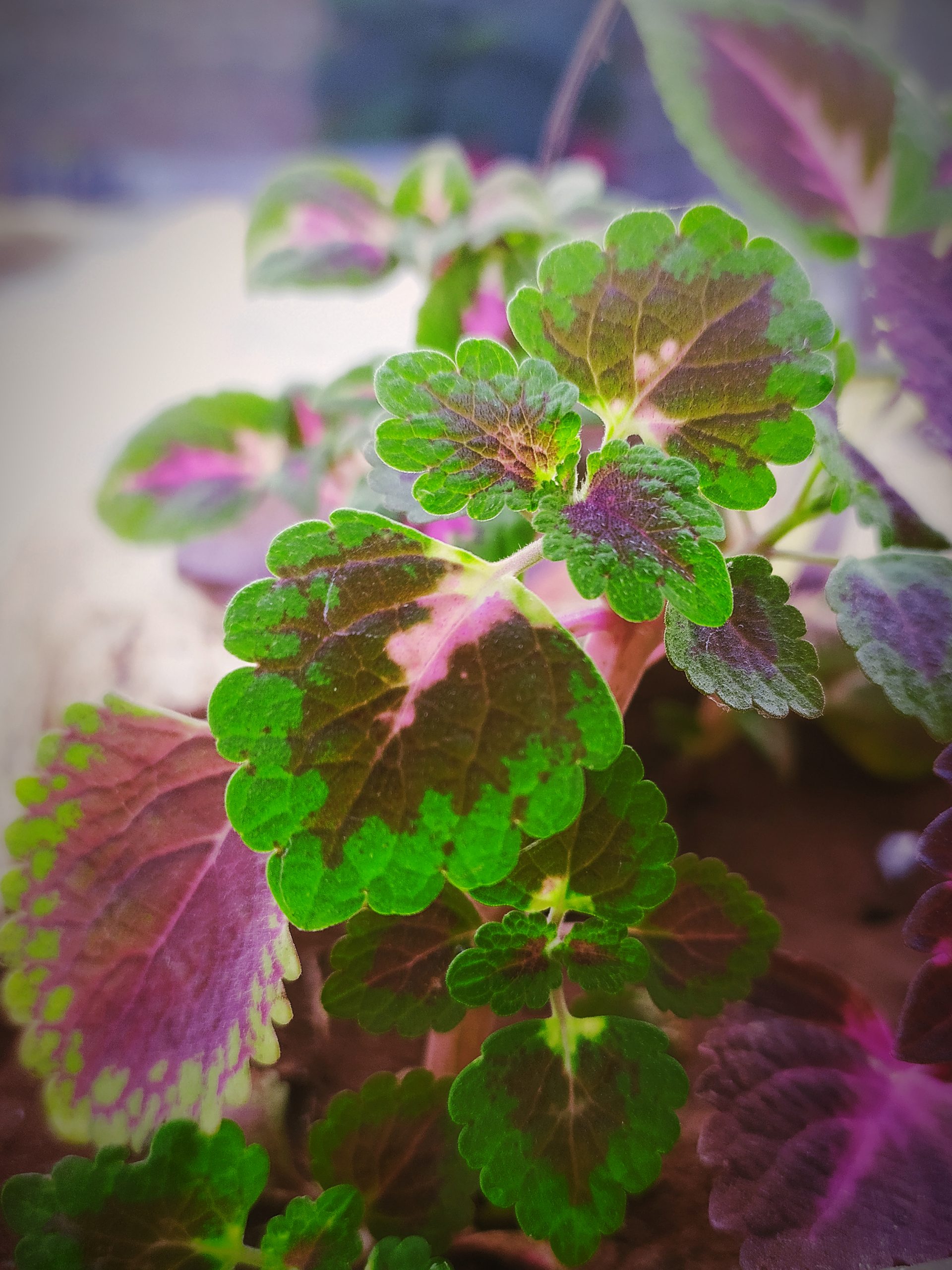 leaves of a plant