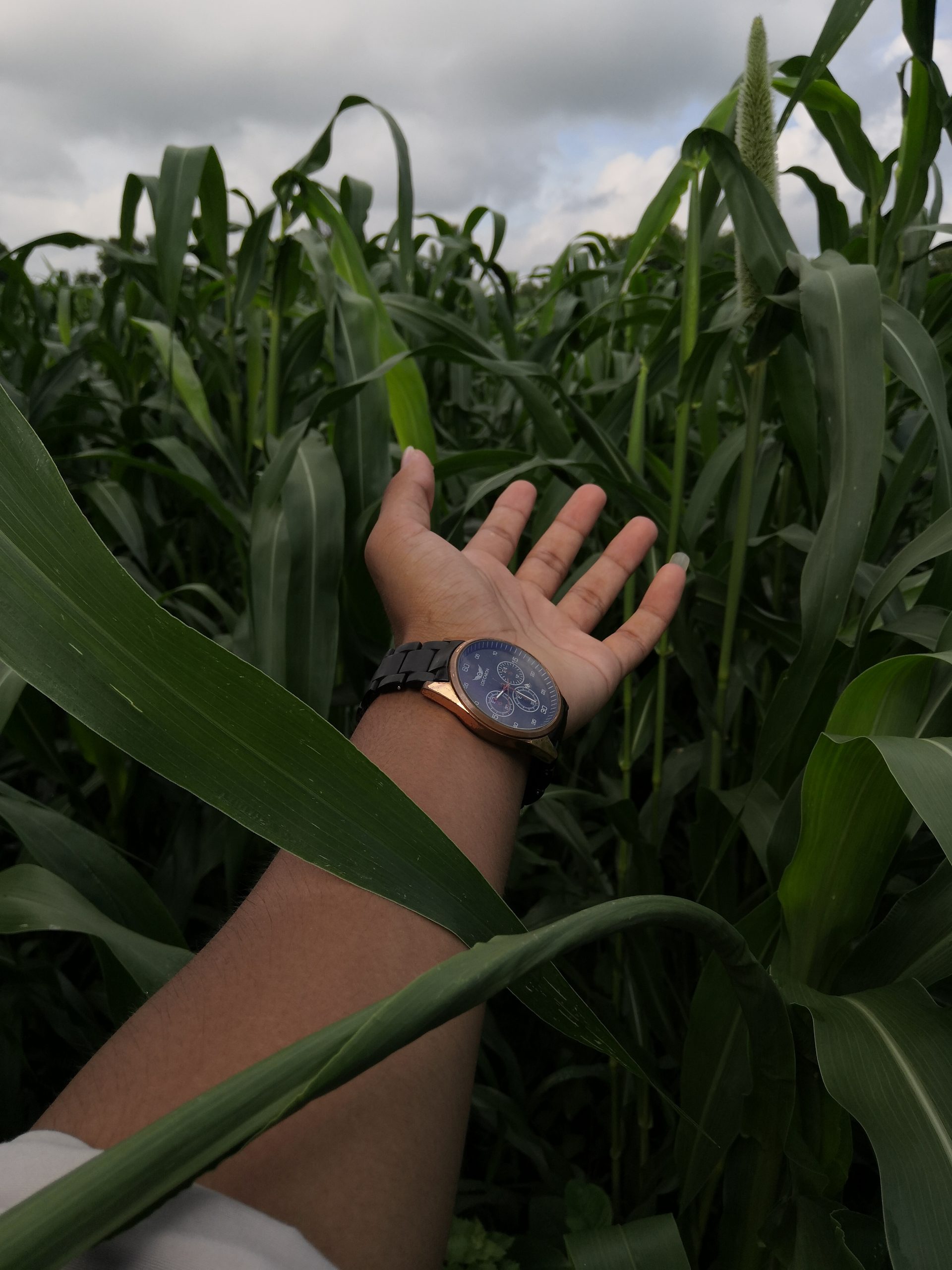 A hand towards maize plants
