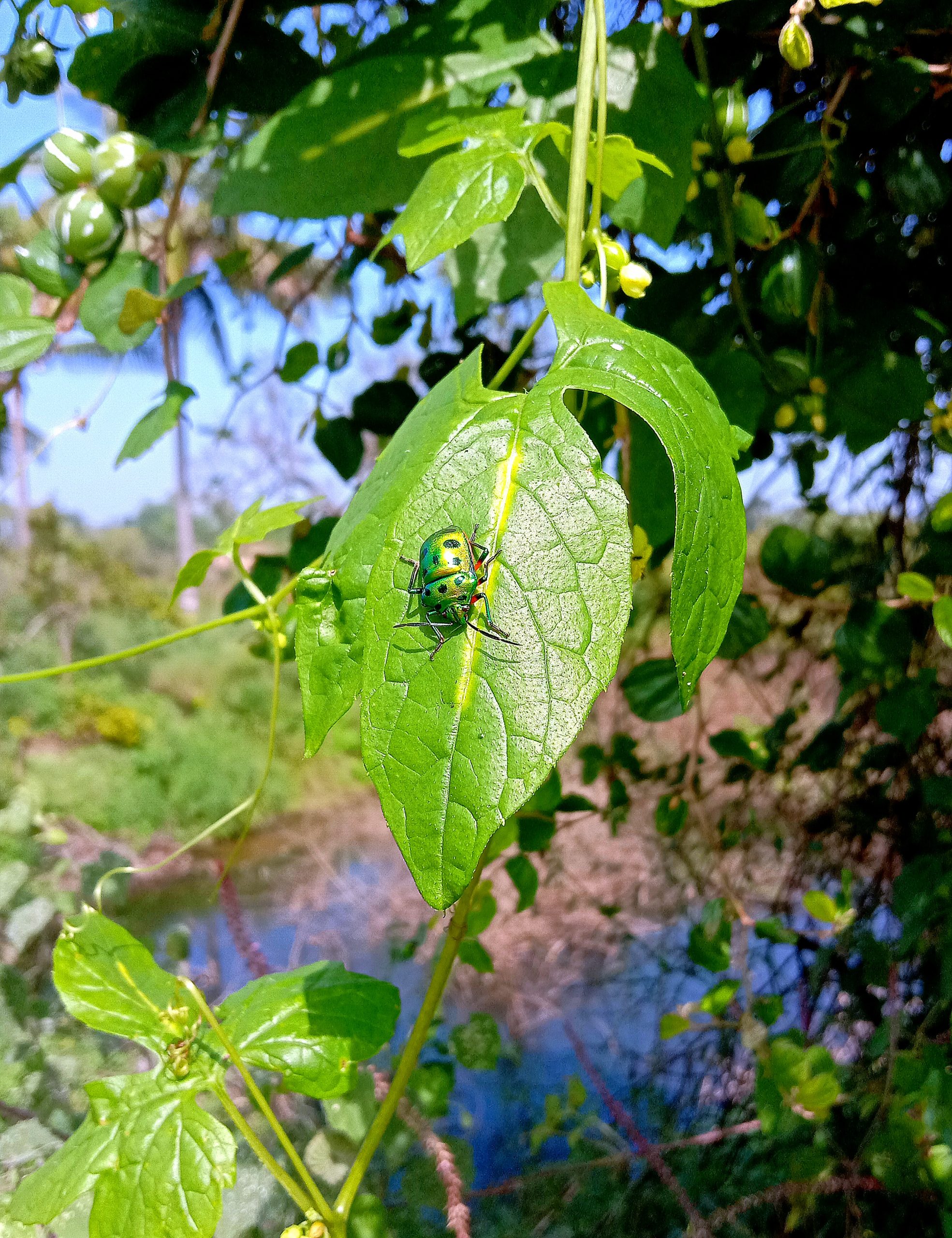 Beetle on leaf