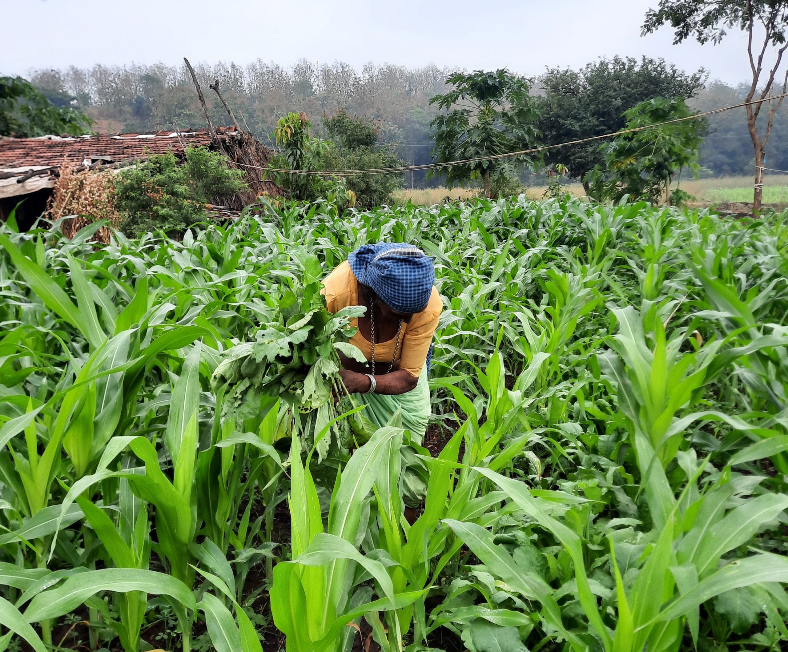 A lady farmer in a field