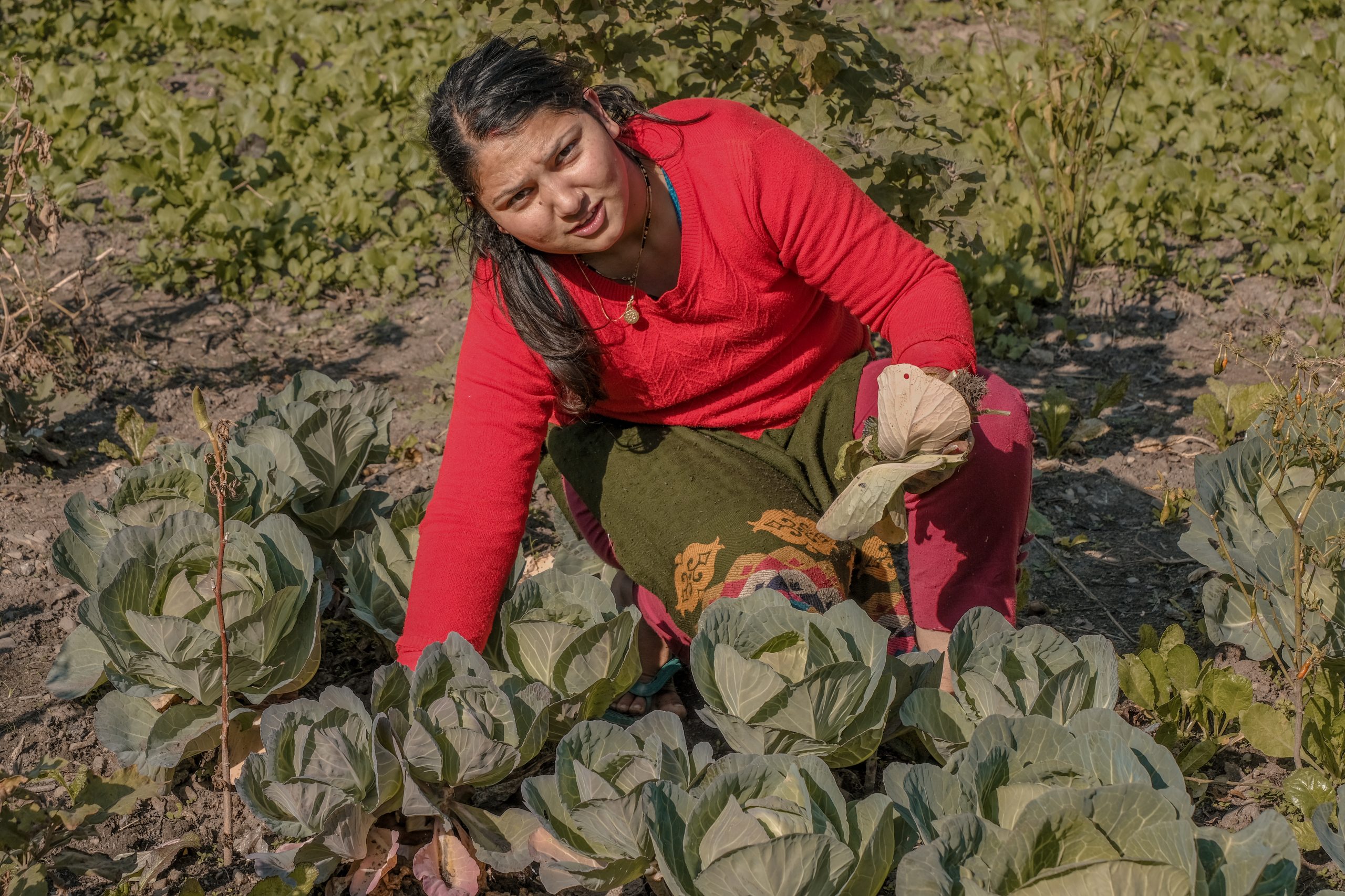 A lady farmer in a vegetable field