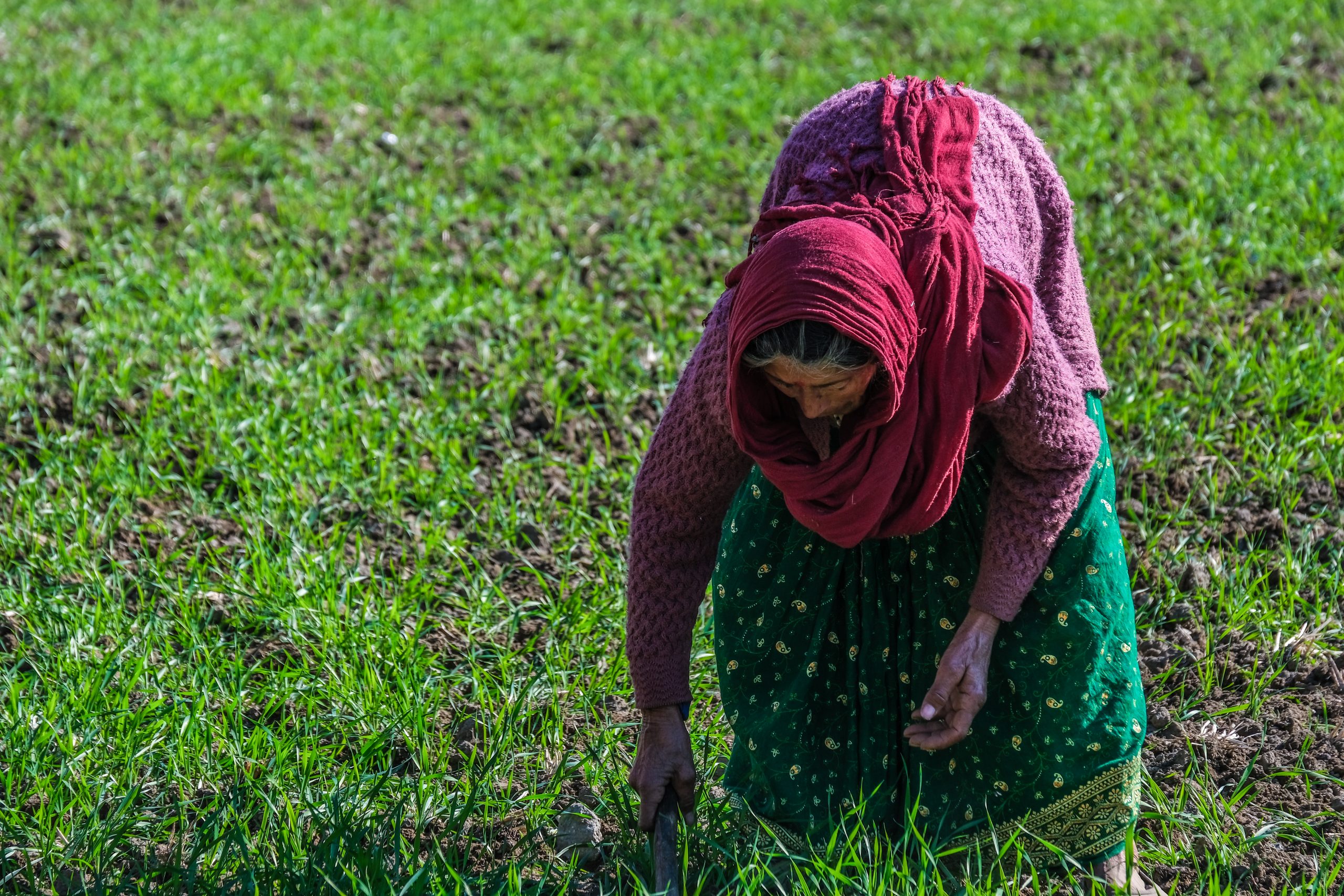 A lady farmer in field