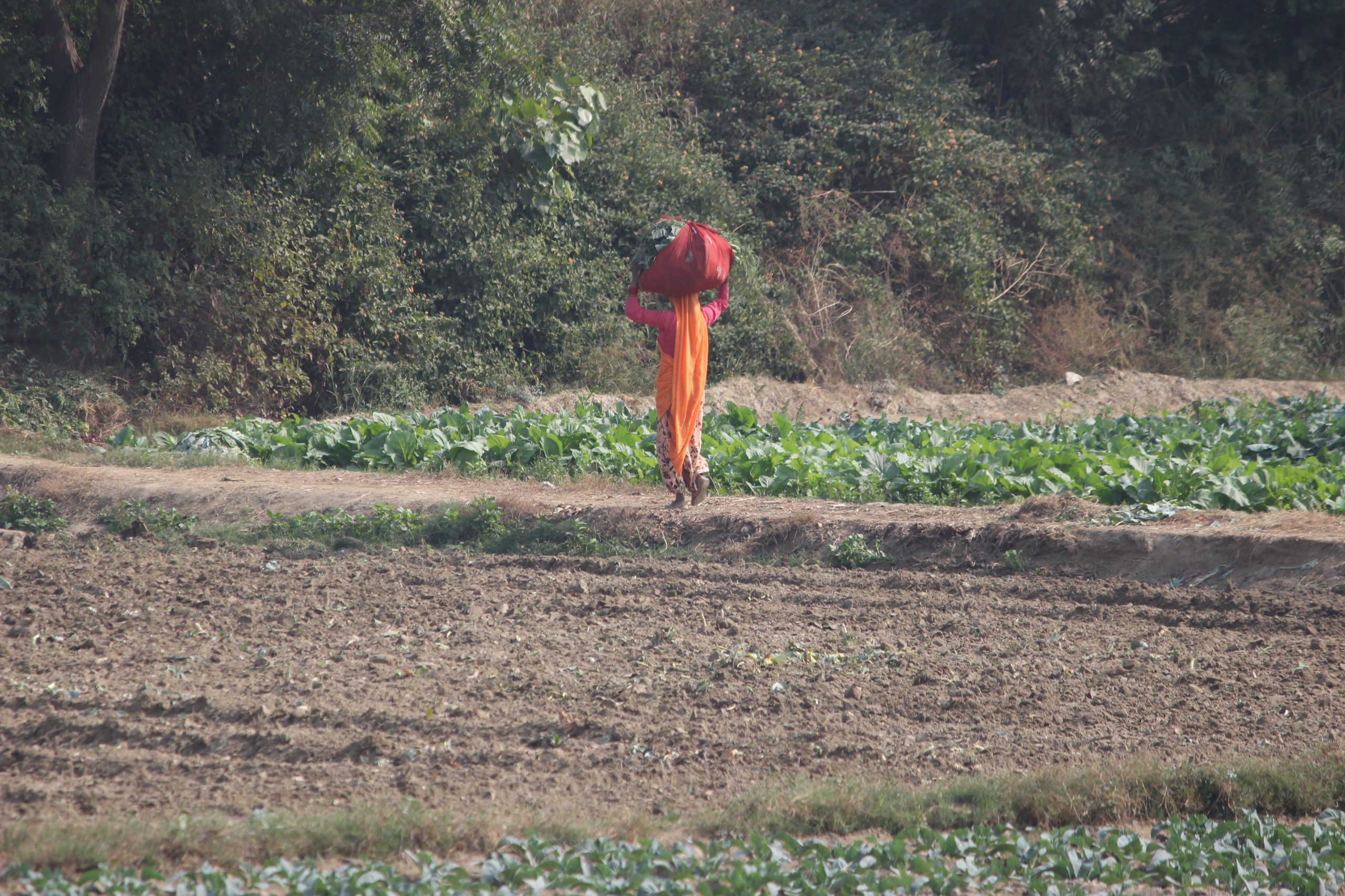 A lady farmer in fields