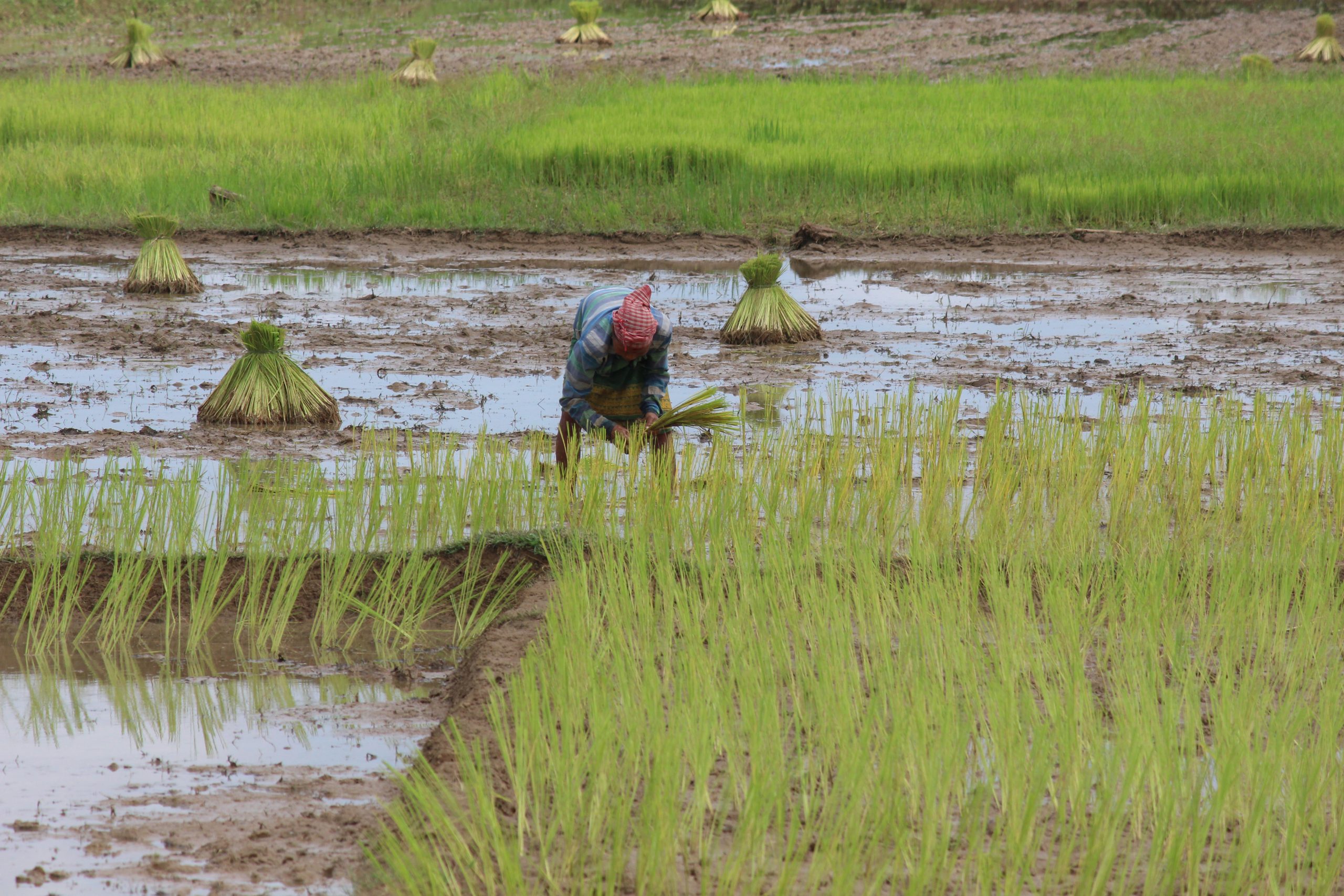 A lady farmer in paddy field