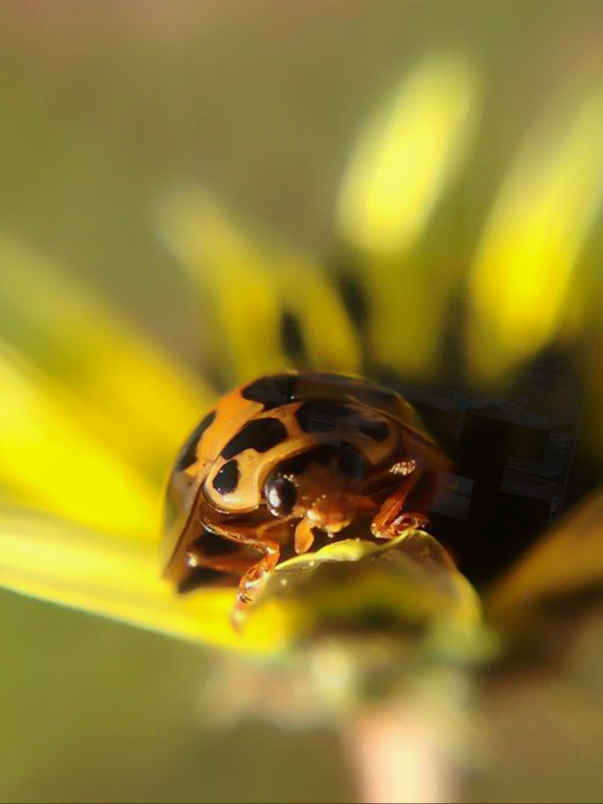 A ladybug insect