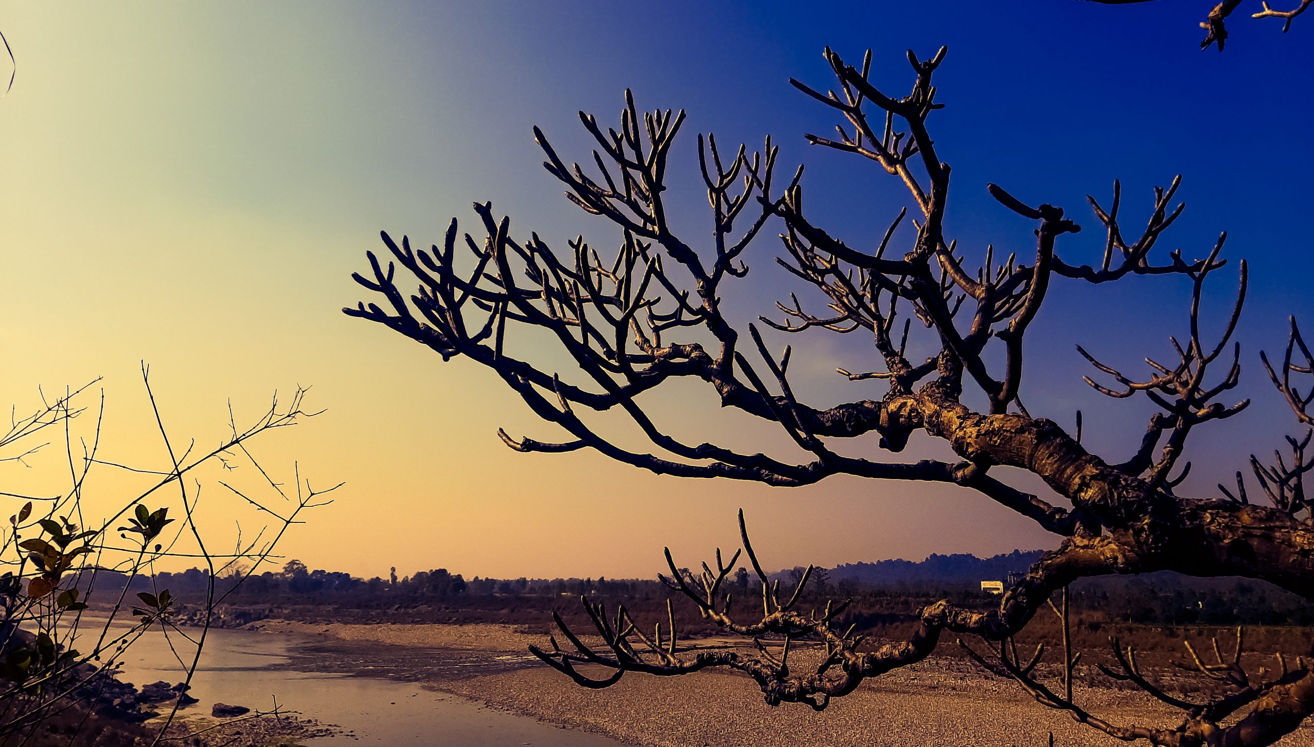 A leafless tree