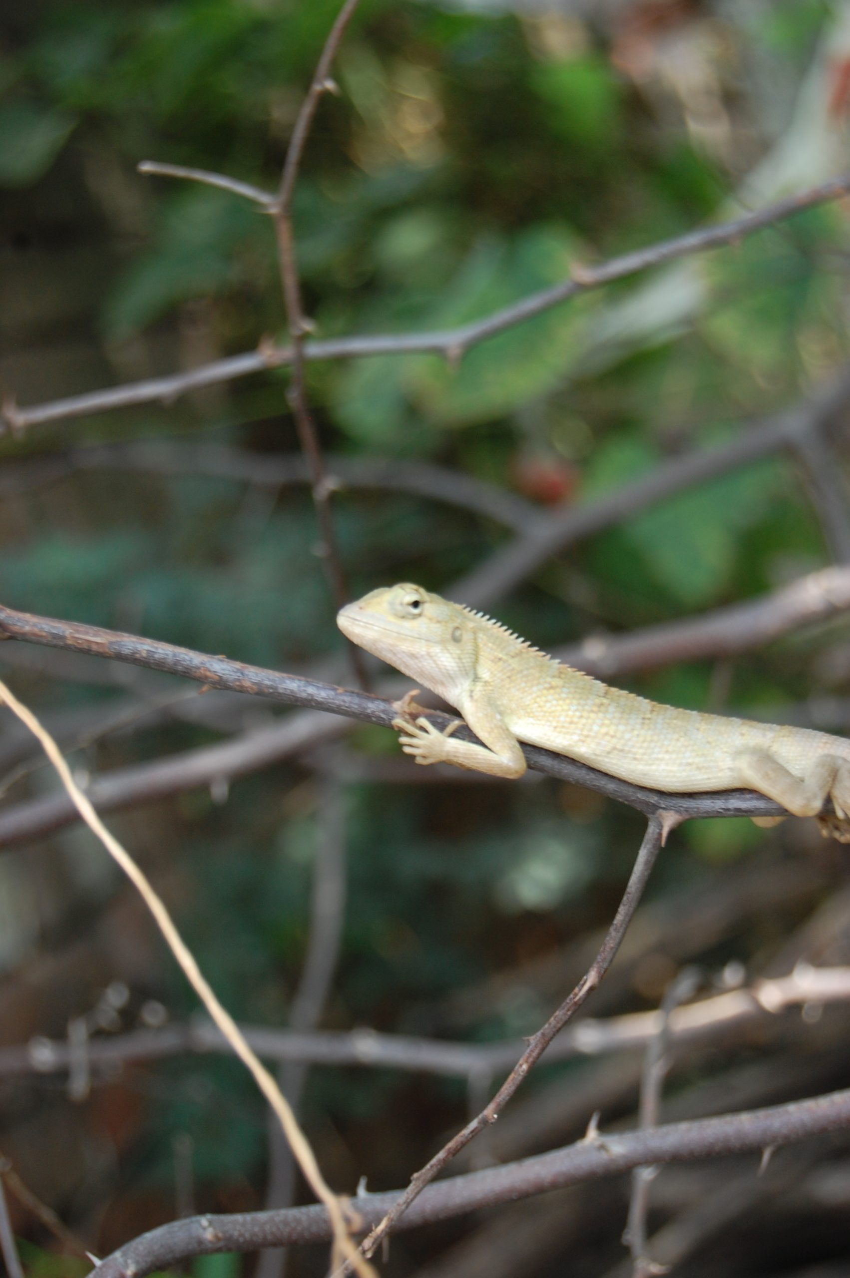 A lizard on a branch
