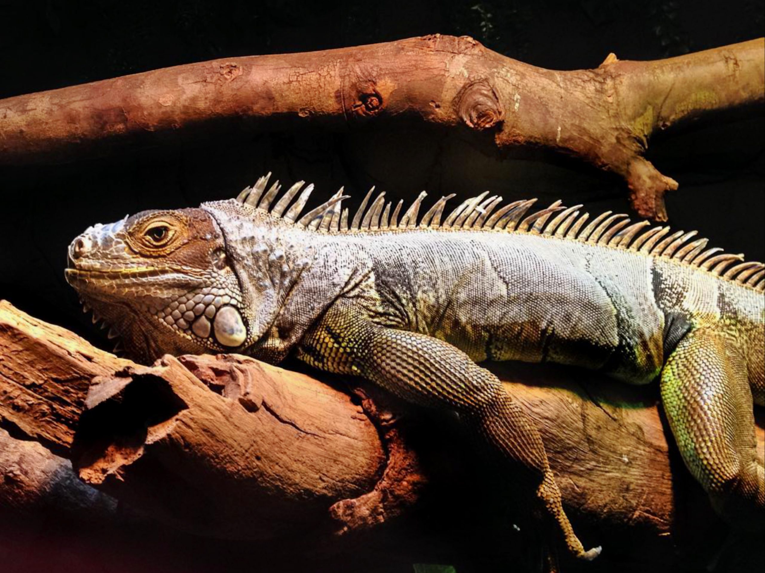 A lizard on a branch