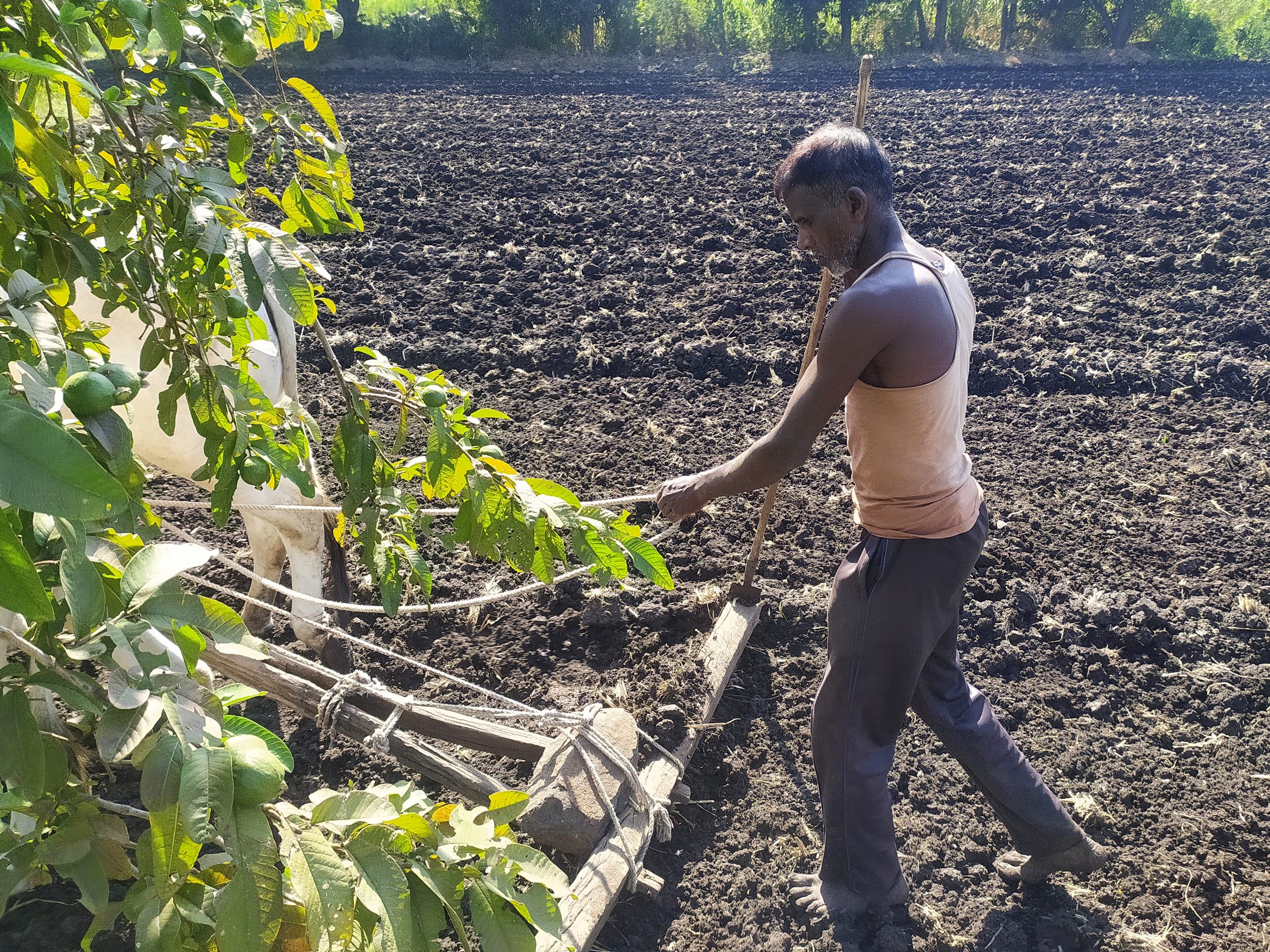 farmer working in the field