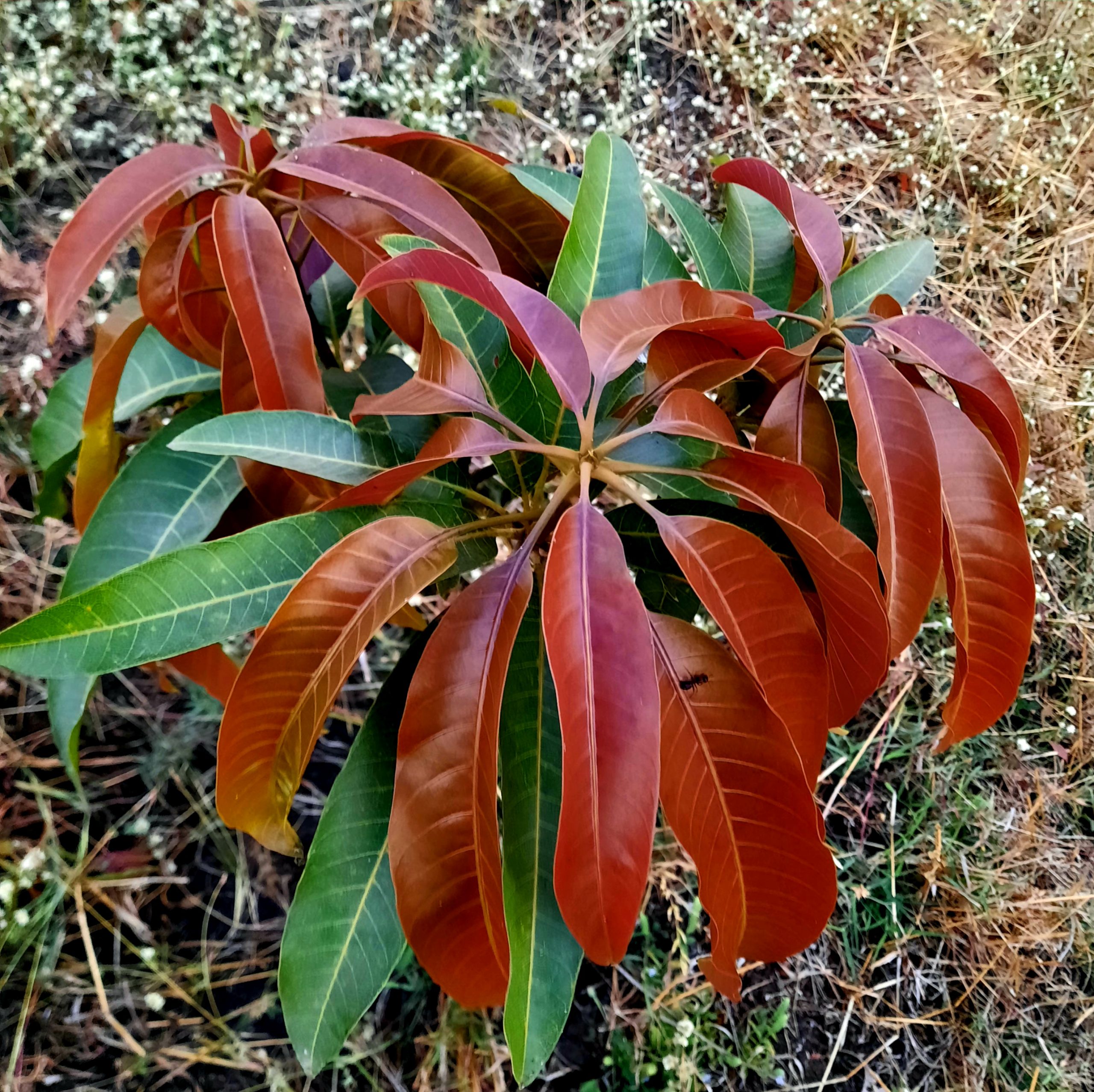 A mango plant