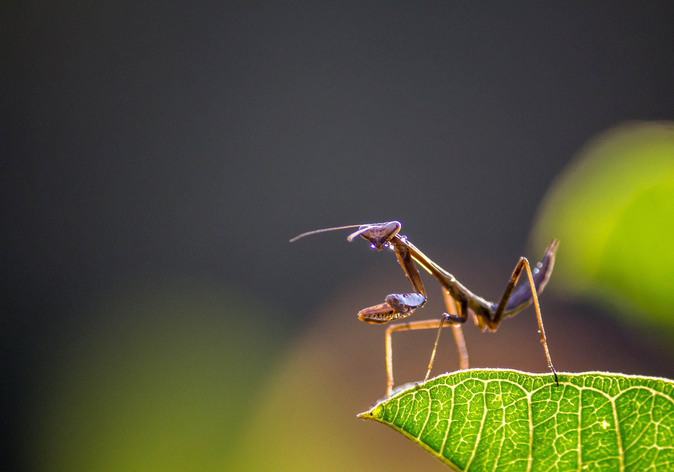 A mantis on a leaf