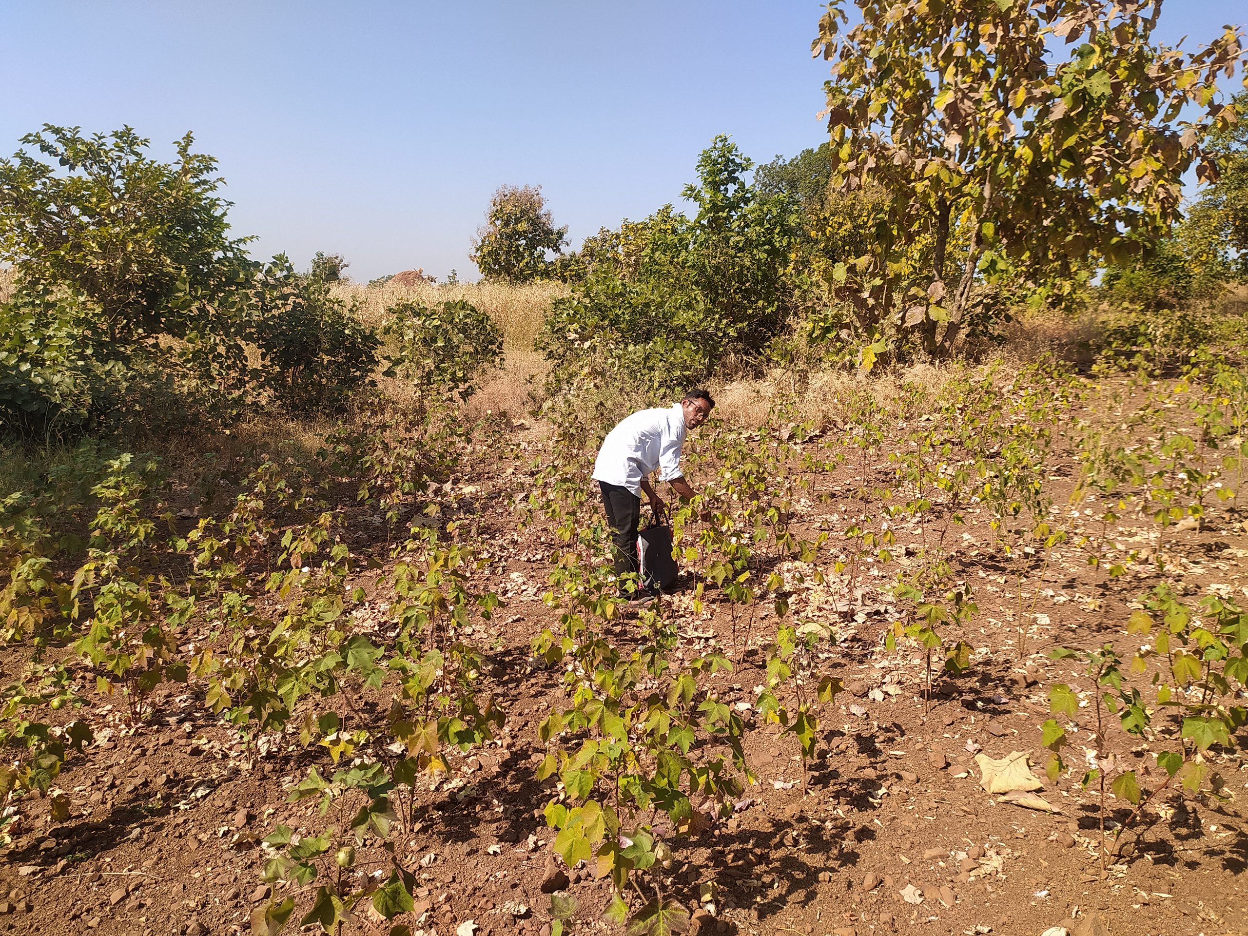 Farmer in the field