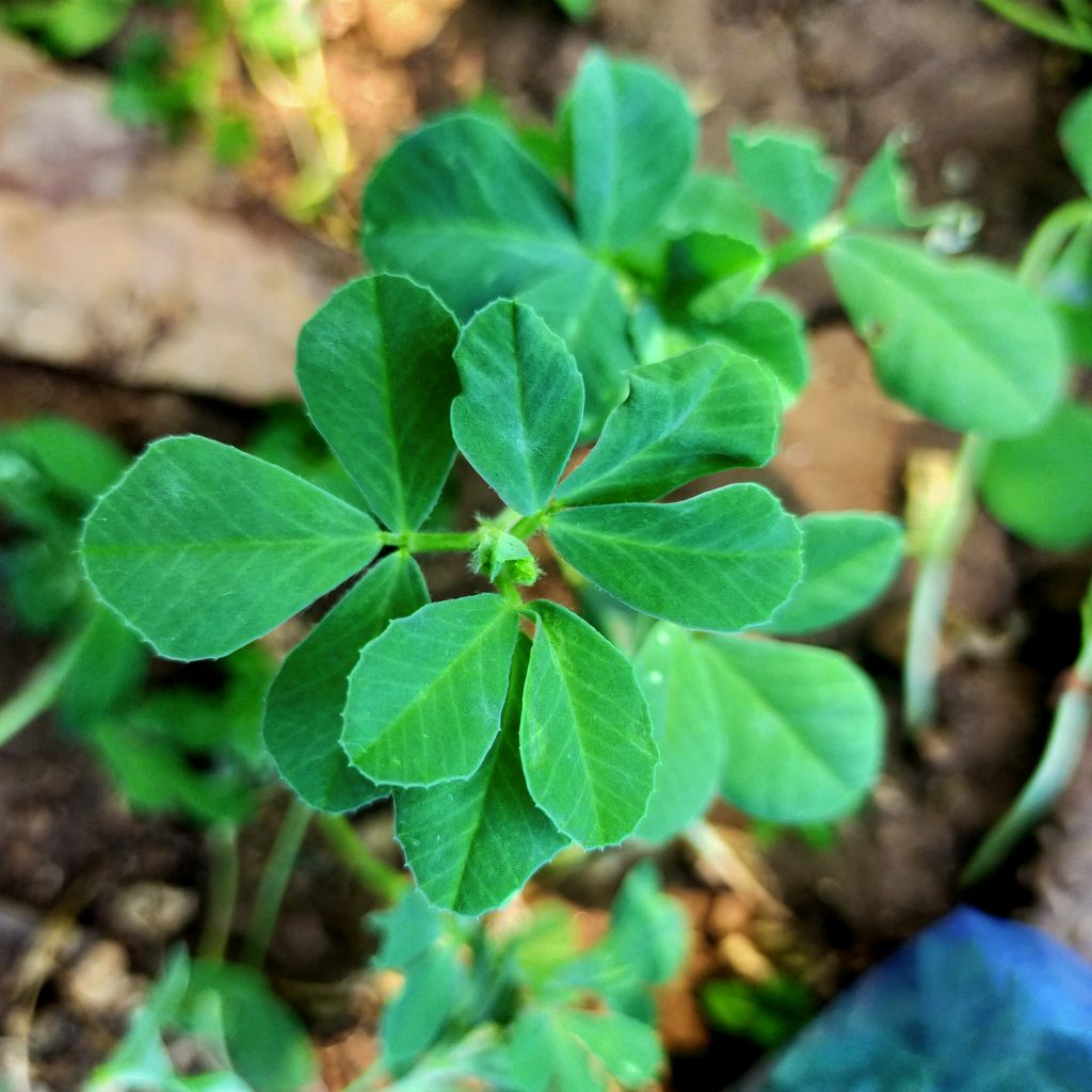 A methi vegetable plant PixaHive
