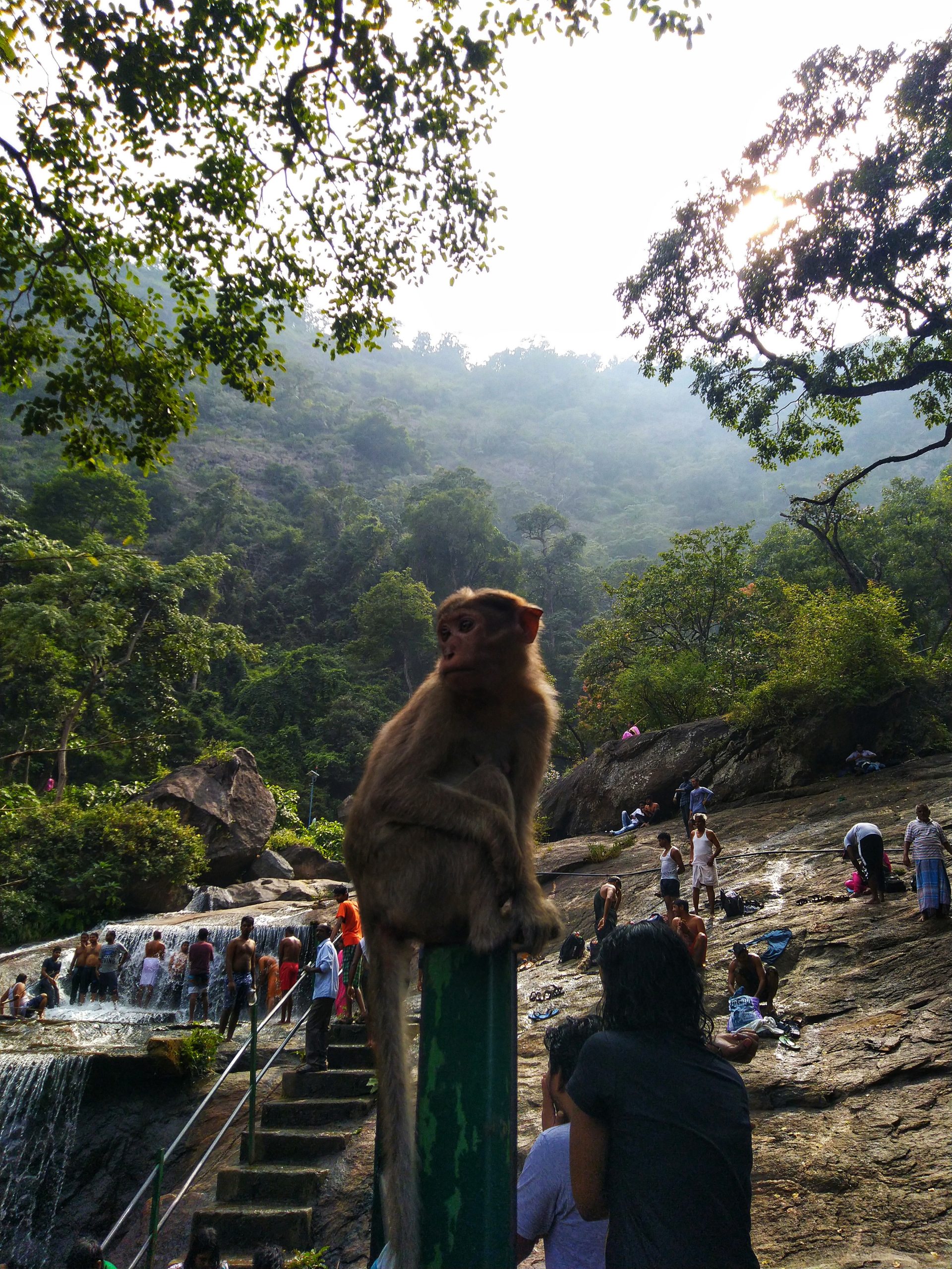 A monkey at Kovai Kutralam tourist spot