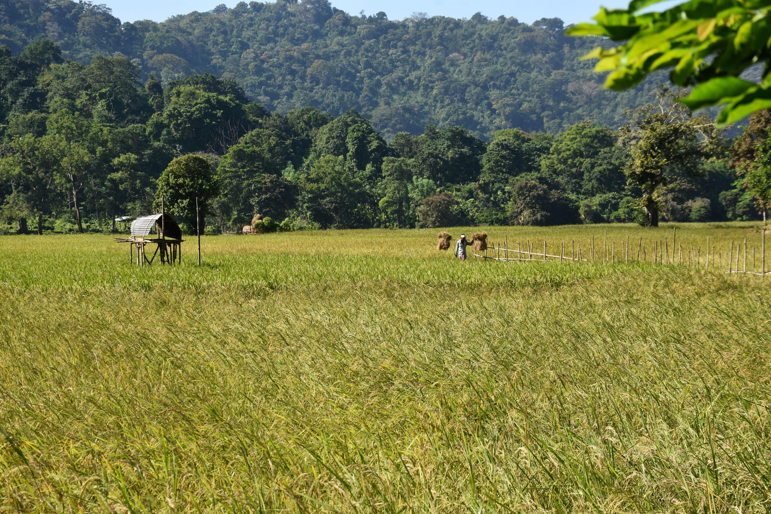 A paddy field