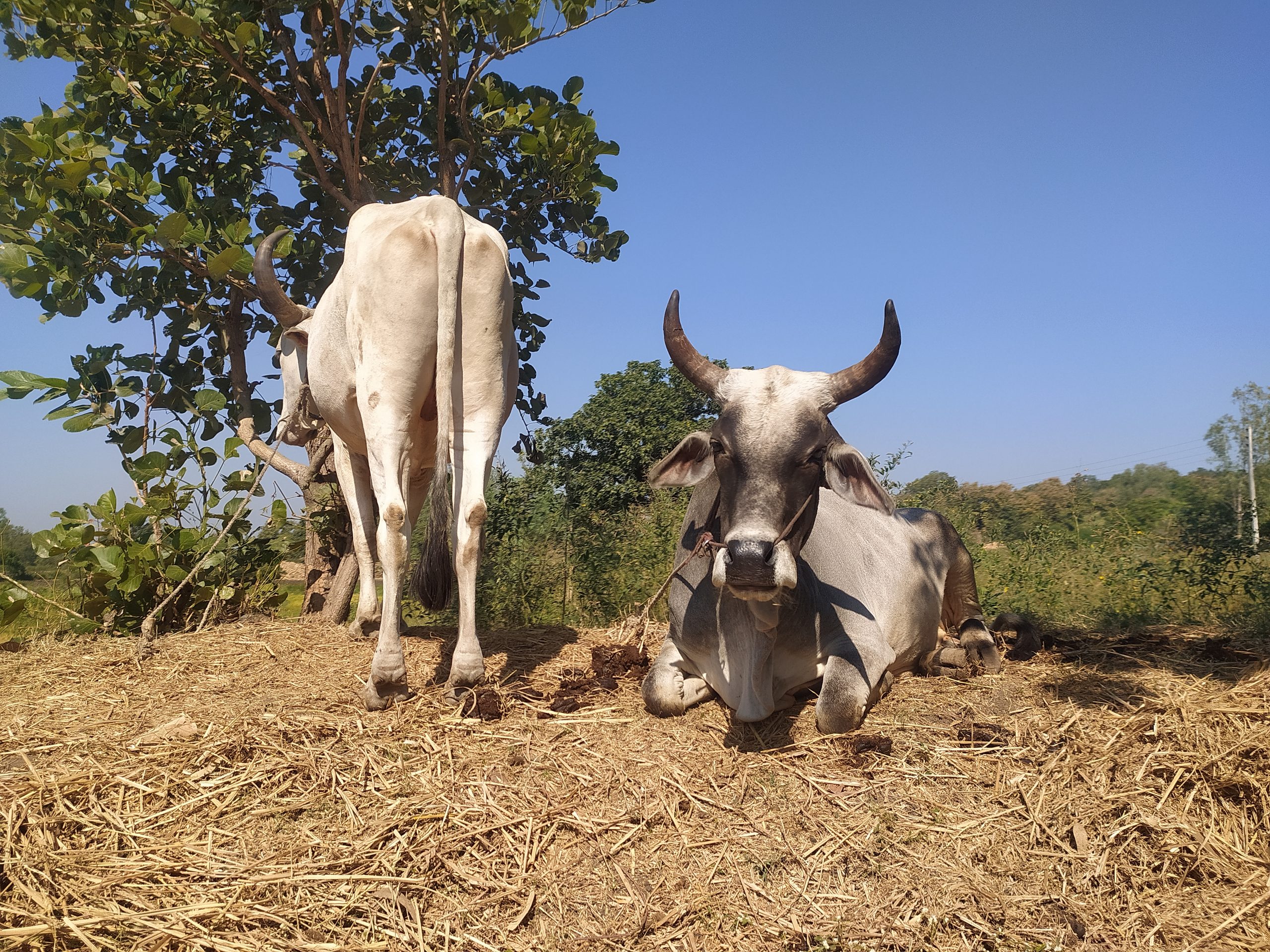 A pair of bullocks